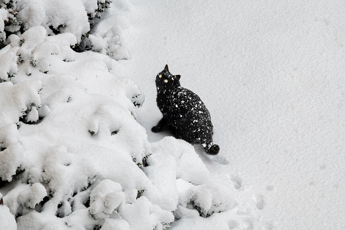 la prima neve di MicioBau