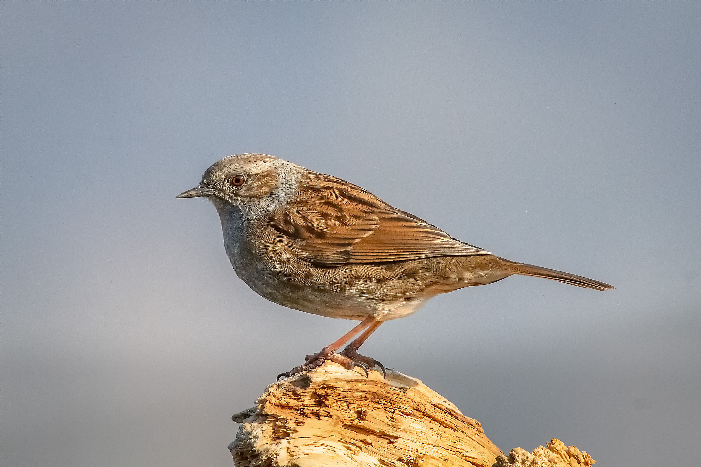 Dunnock