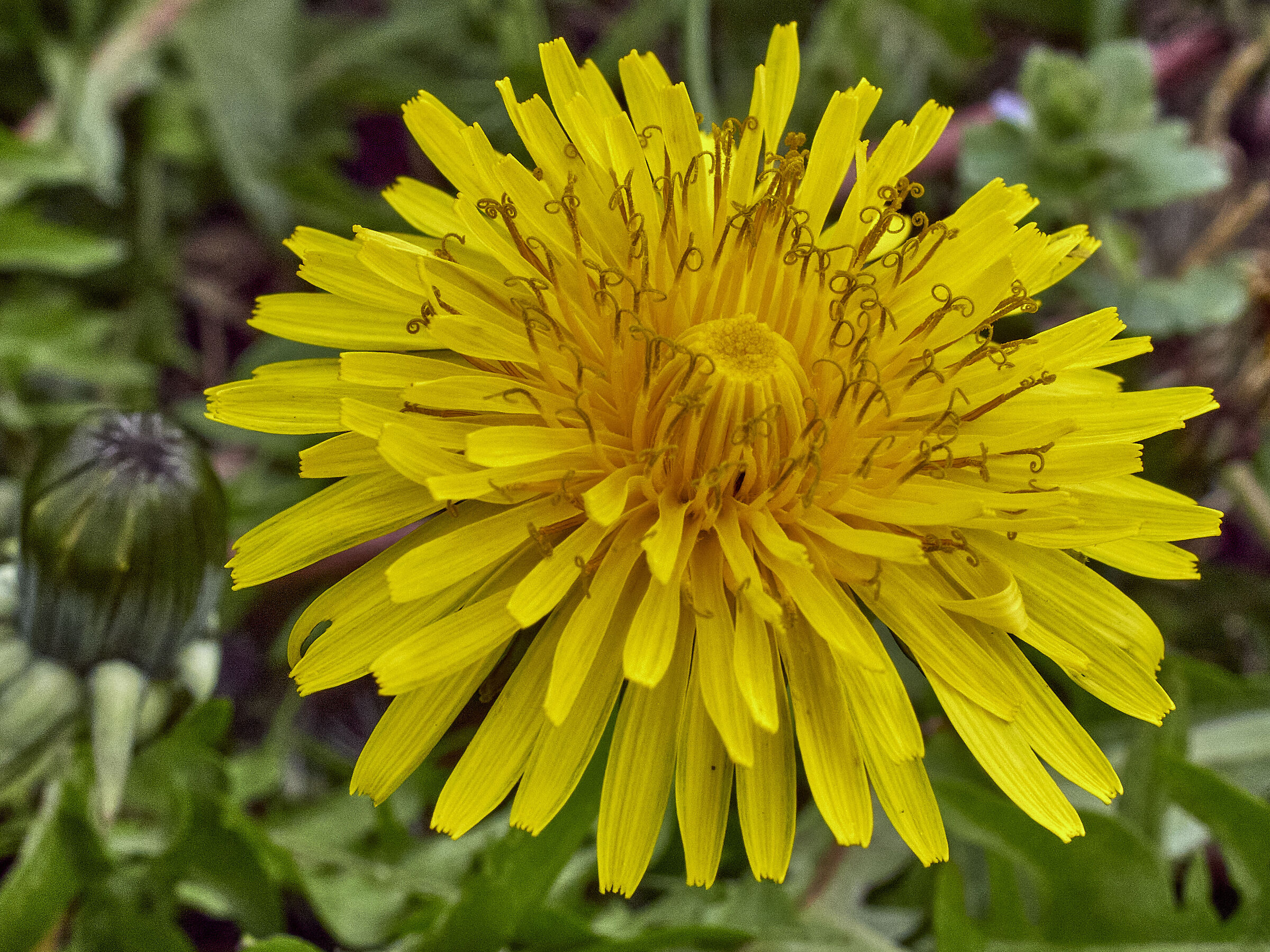 Dandelion