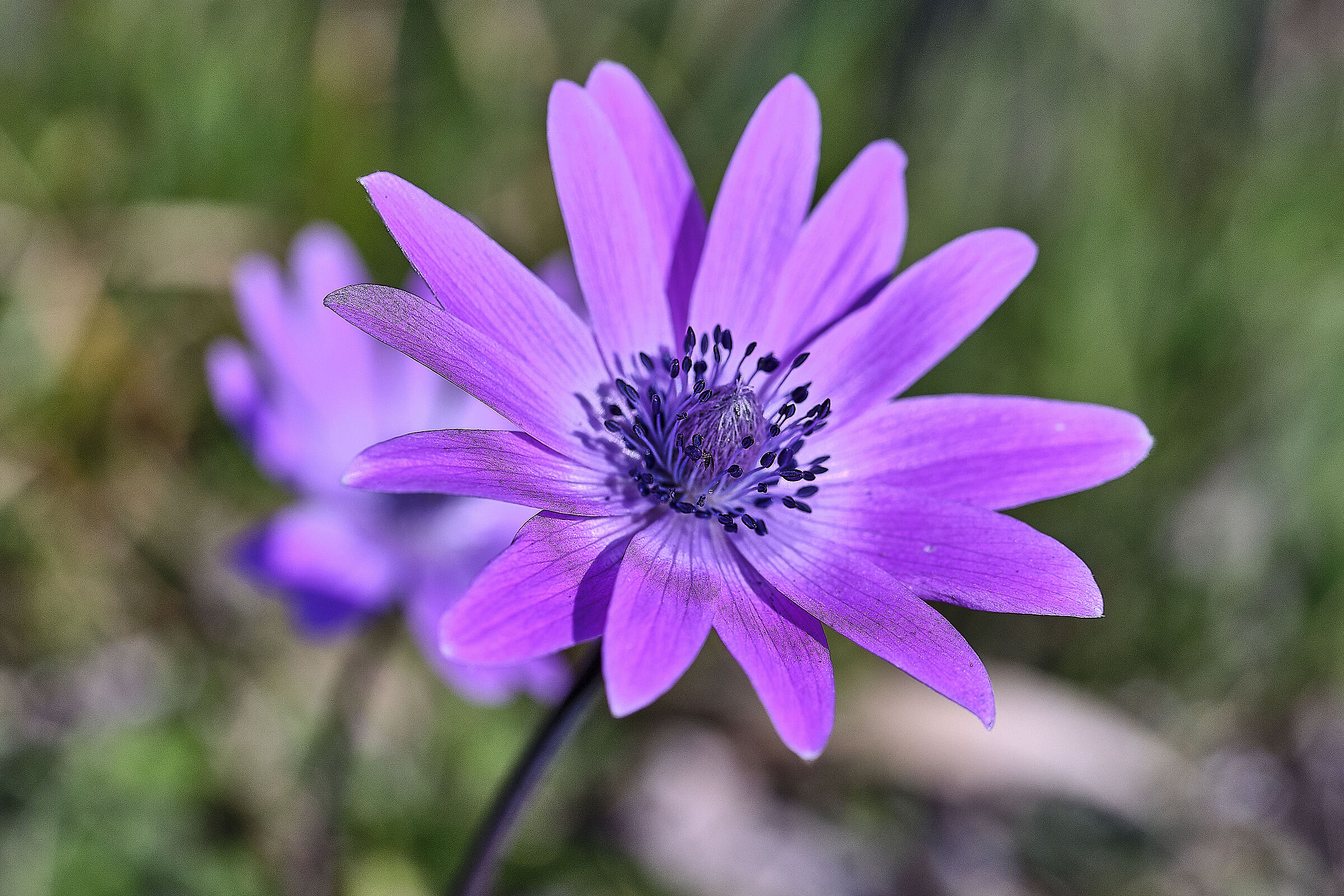 Wild anemone