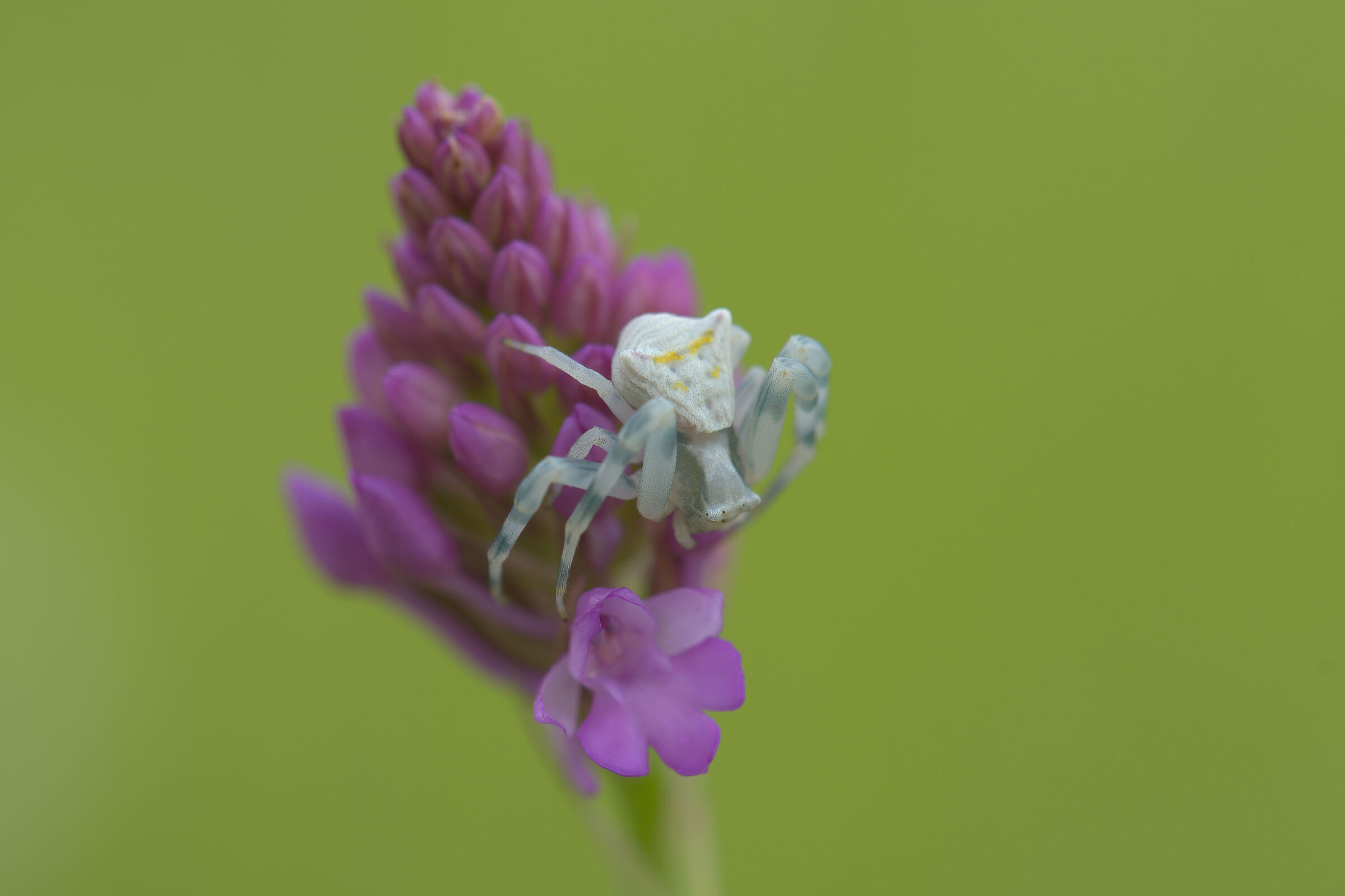 Tomisis on Anacamptis pyramidalis