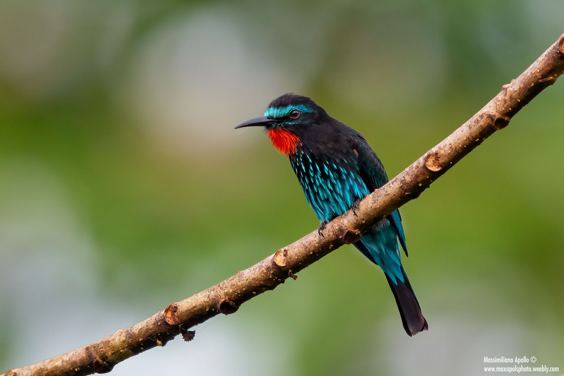 "Black bee eater, gruccione nero "