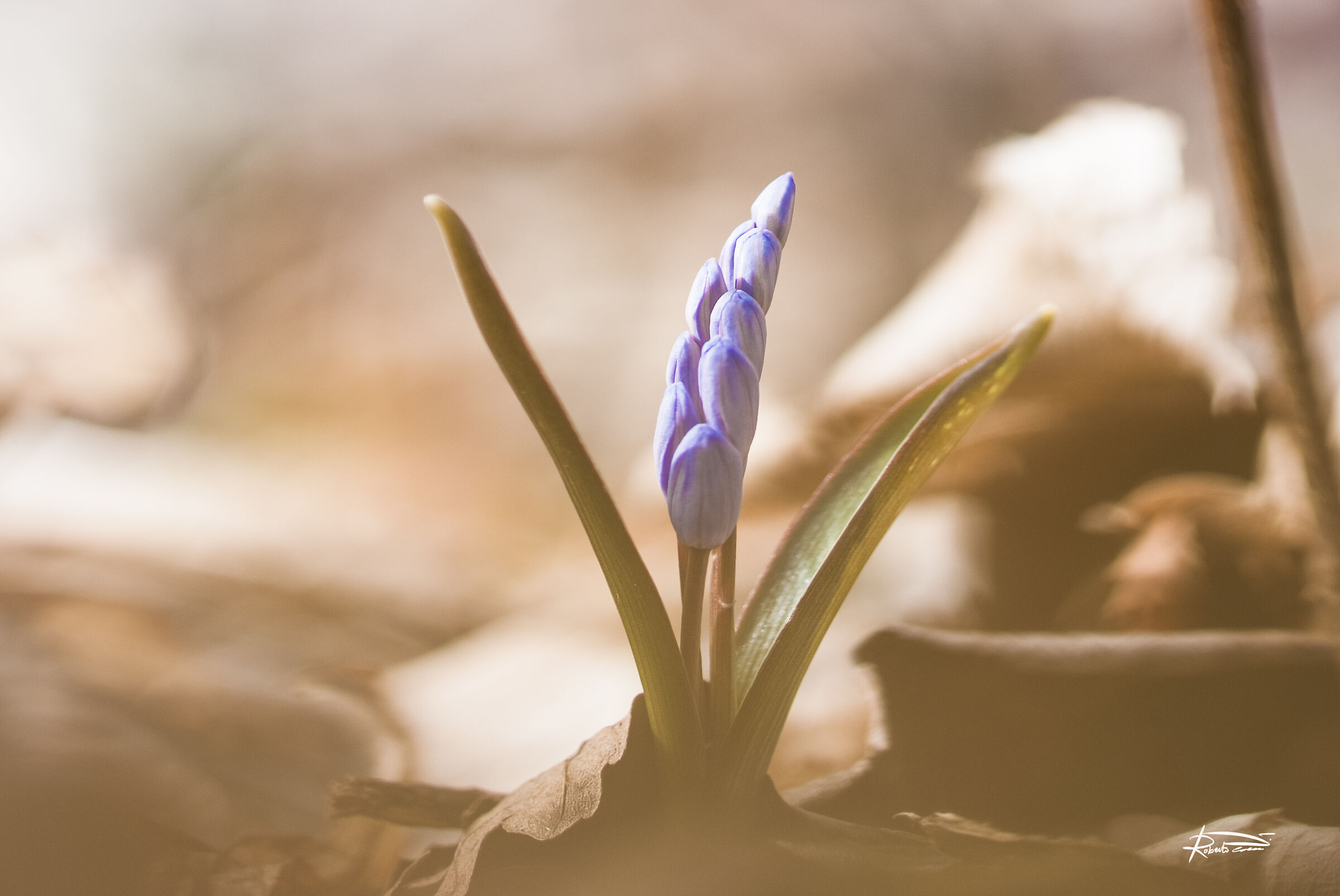The forest scilla (Scilla bifolia)