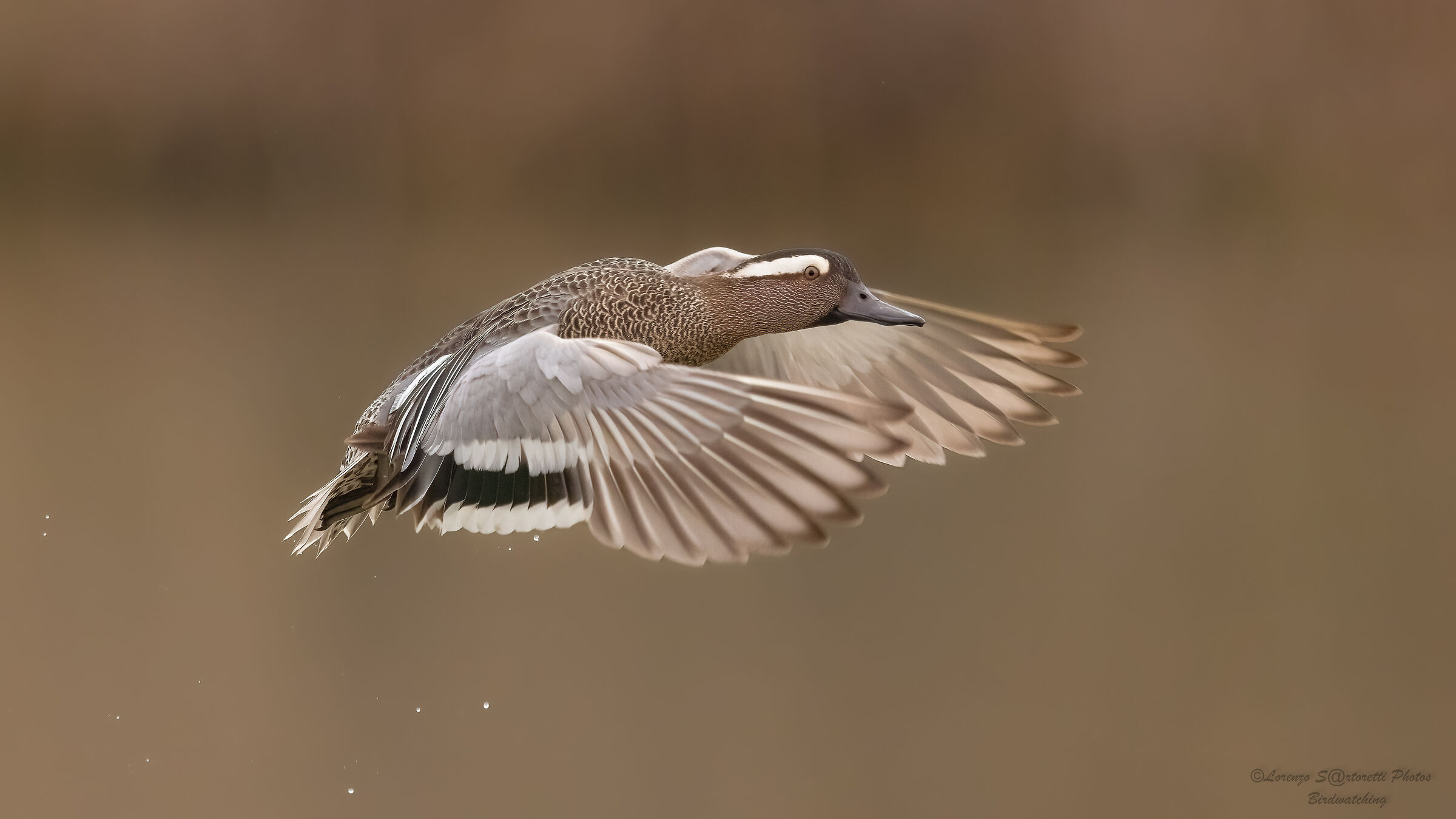 Garganey m.