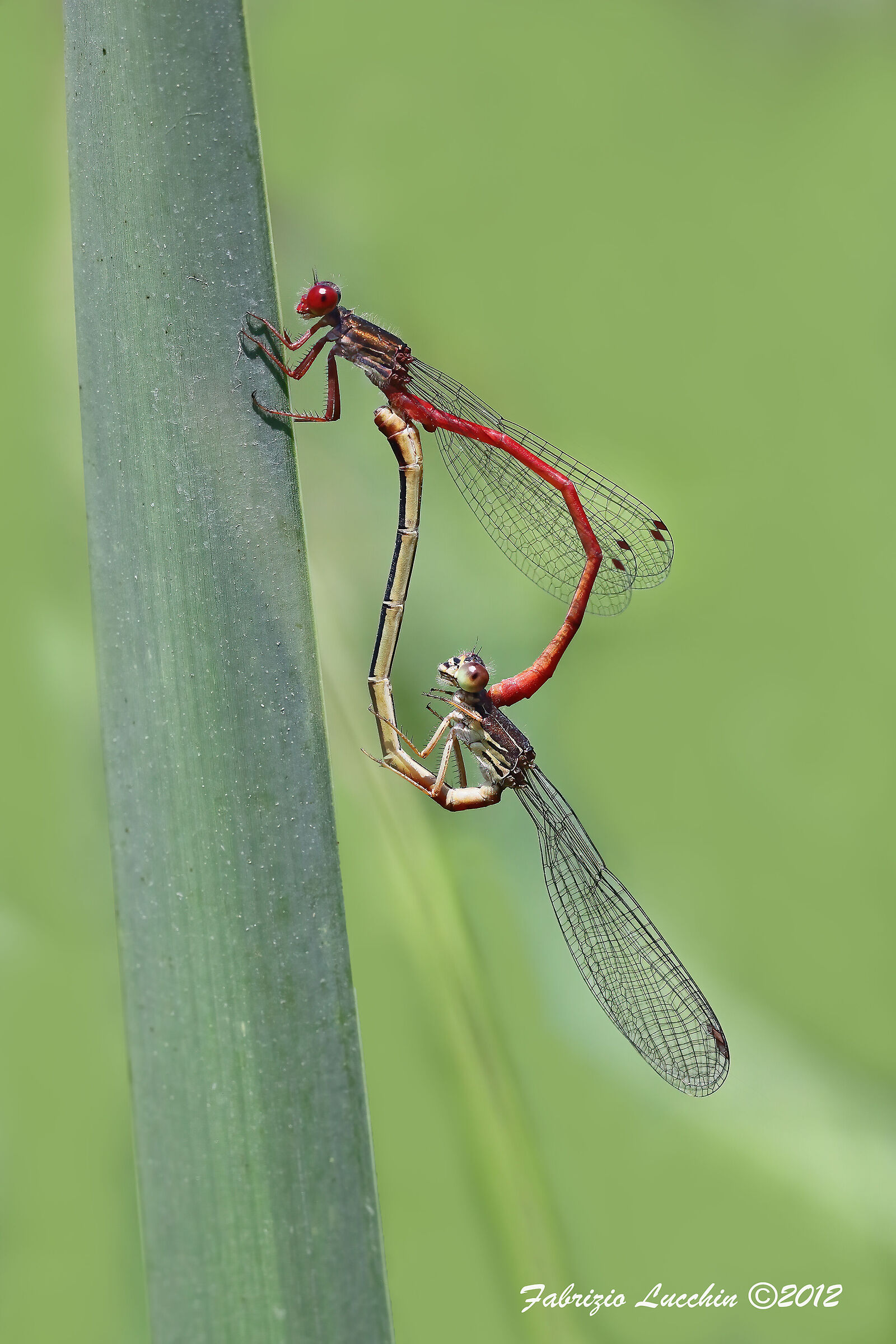 Ceriagrion tenellum - in love