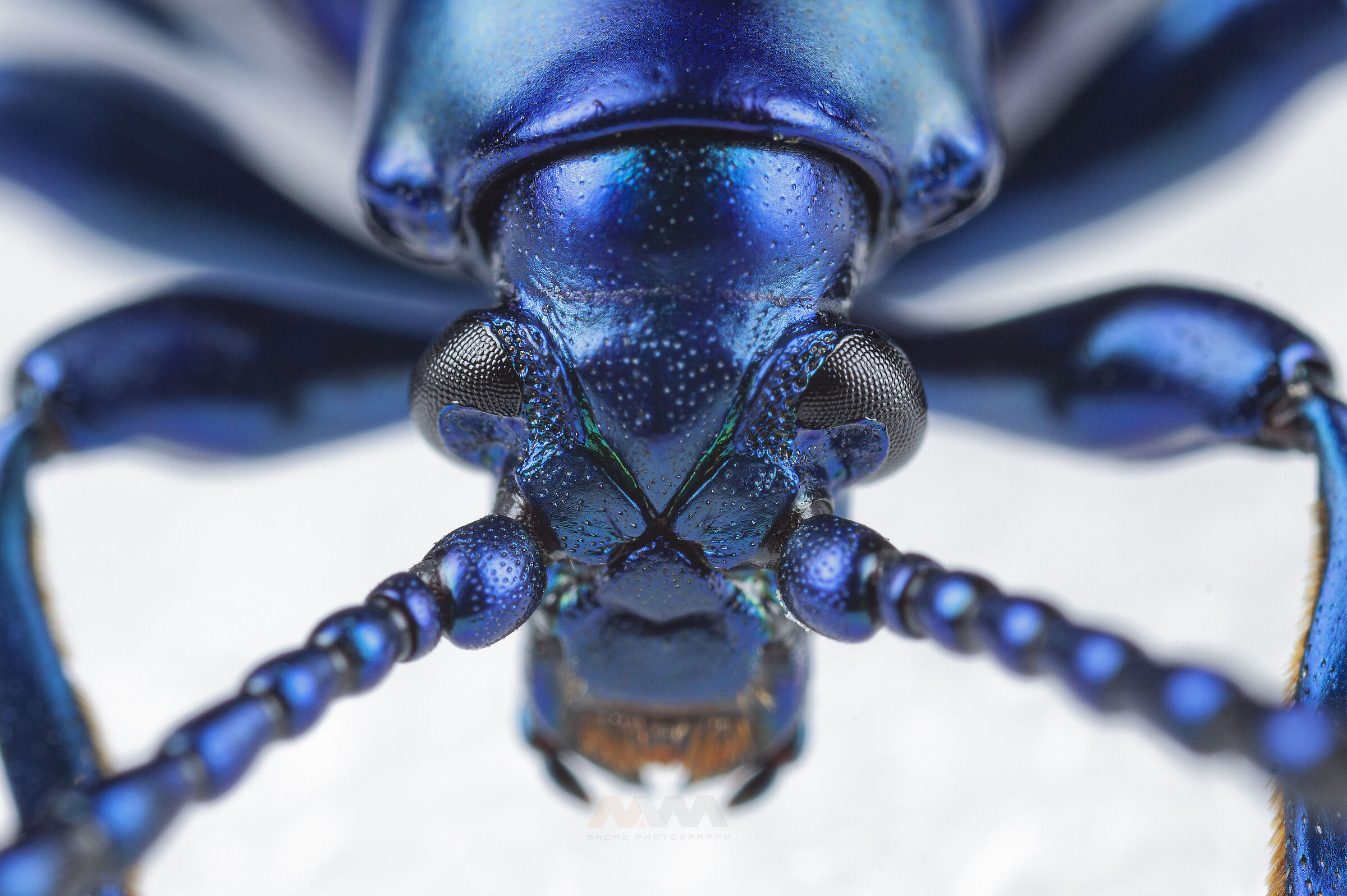 Canon 50D, obiettivo macro MPE-65, MT-24EX lite e palmare