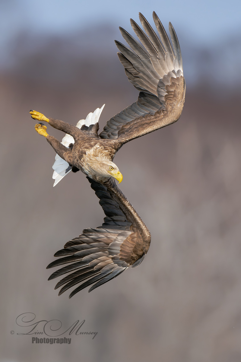 White tailed eagle