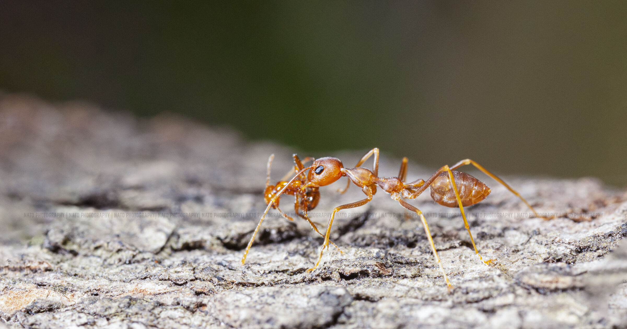 Canon 50D, obiettivo macro MPE-65, MT-24EX lite e palmare