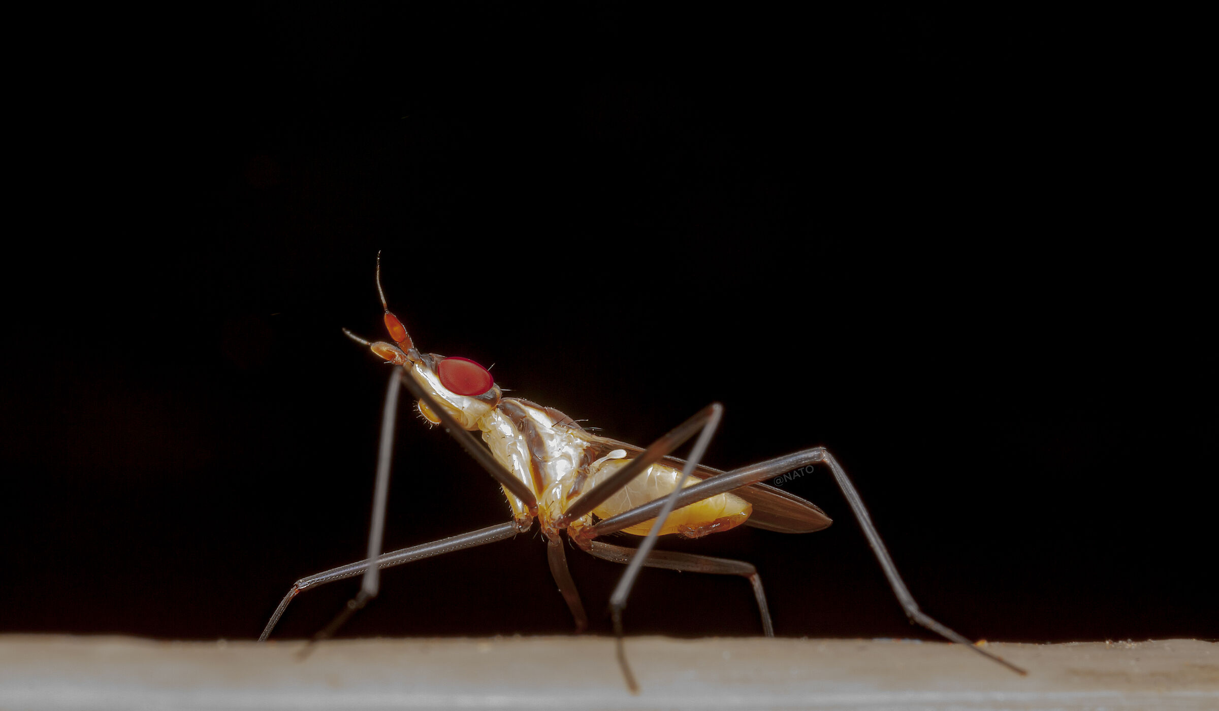 Canon 50D, obiettivo macro MPE-65, MT-24EX lite e palmare