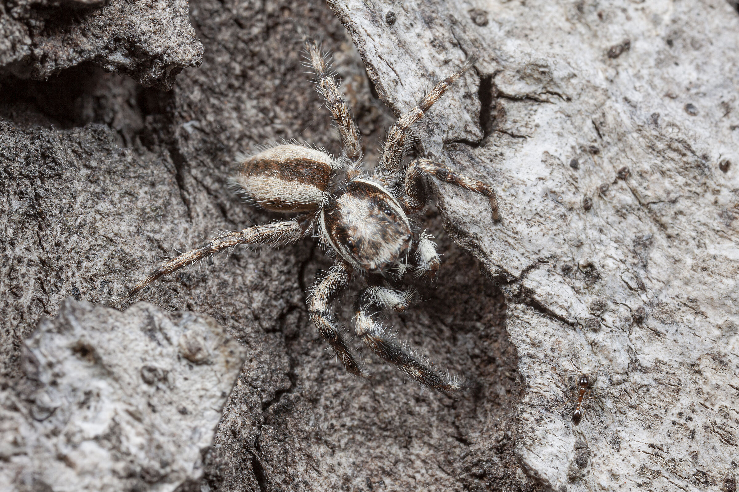 Canon 50D, obiettivo macro MPE-65, MT-24EX lite e palmare