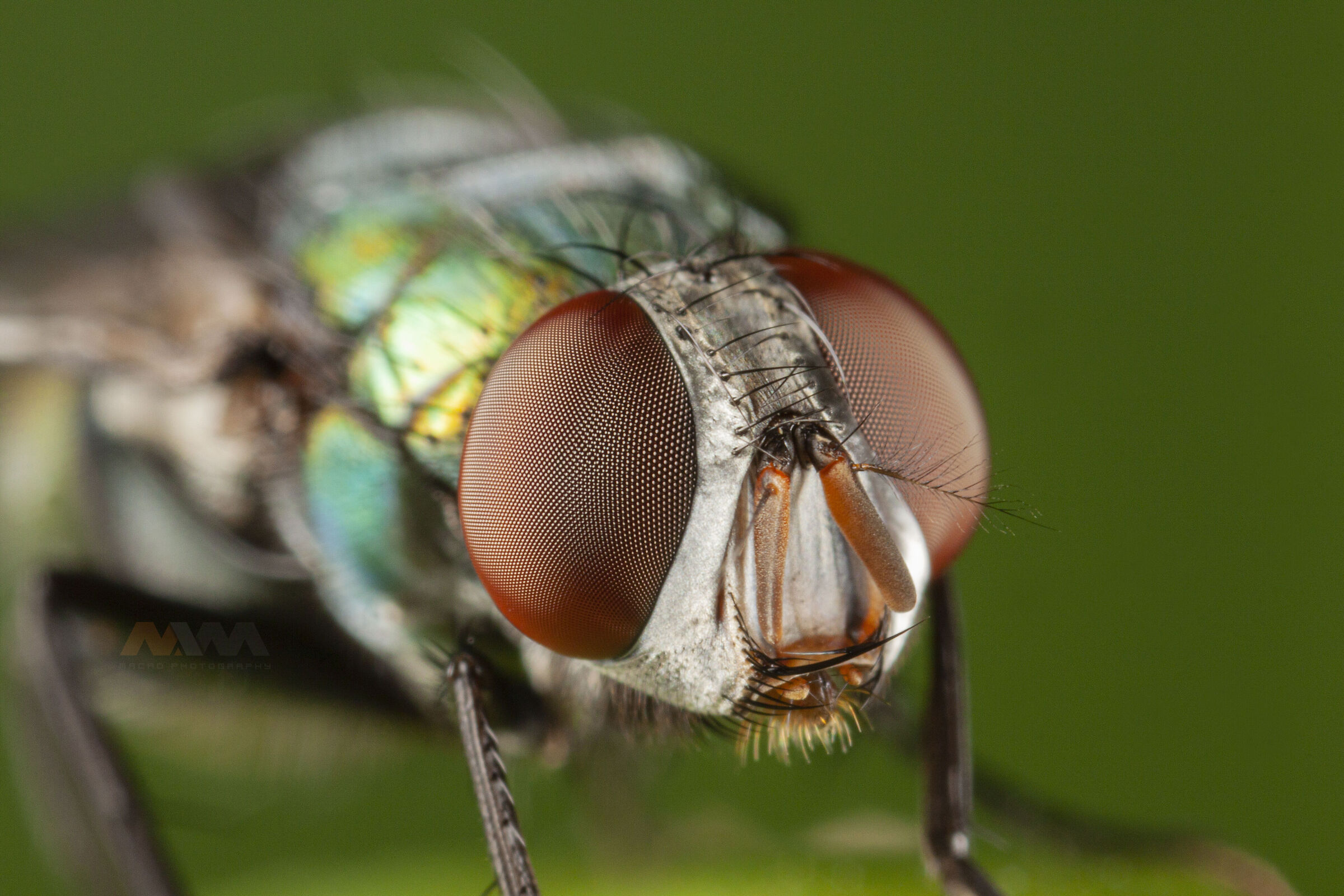 Canon 50D, obiettivo macro MPE-65, MT-24EX lite e palmare