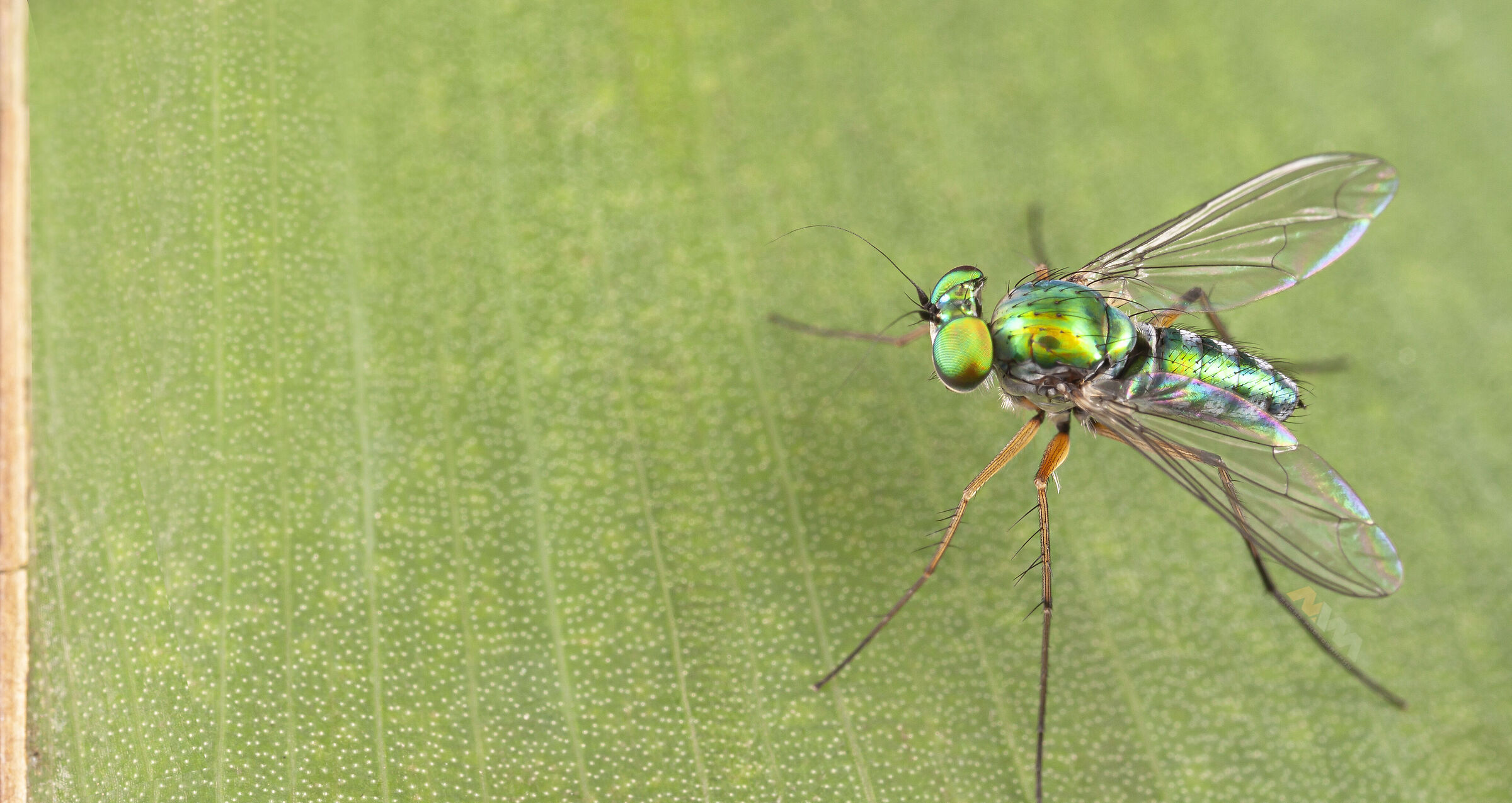 Canon 50D, obiettivo macro MPE-65, MT-24EX lite e palmare