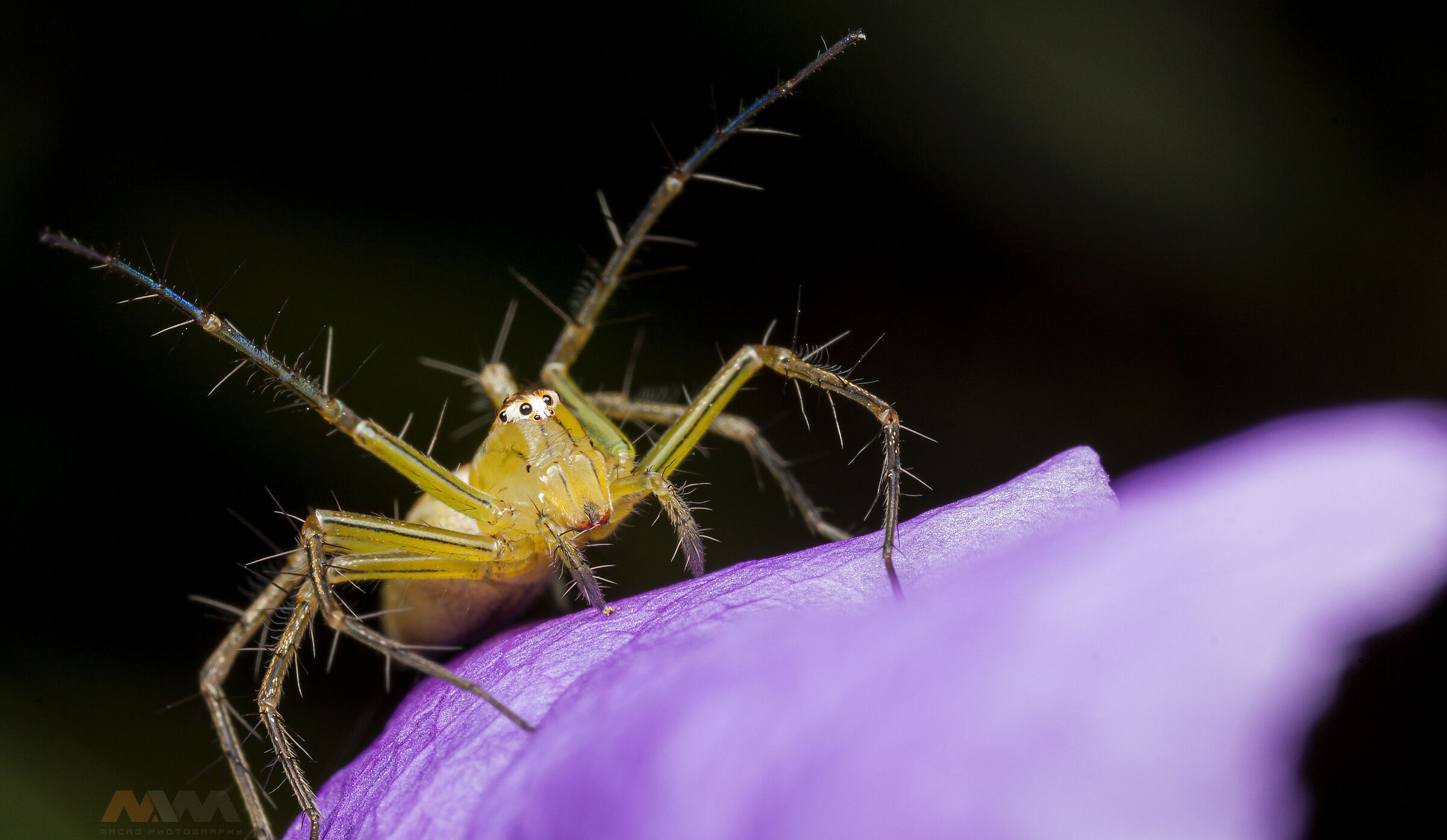 Canon 50D, obiettivo macro MPE-65, MT-24EX lite e palmare