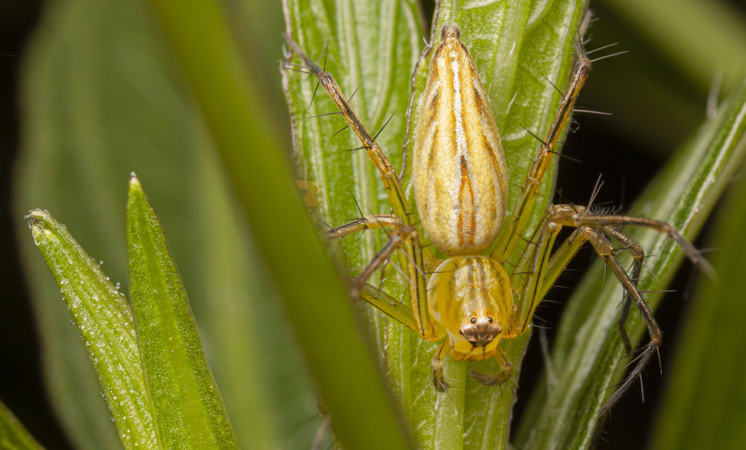 Canon 50D, obiettivo macro MPE-65, MT-24EX lite e palmare