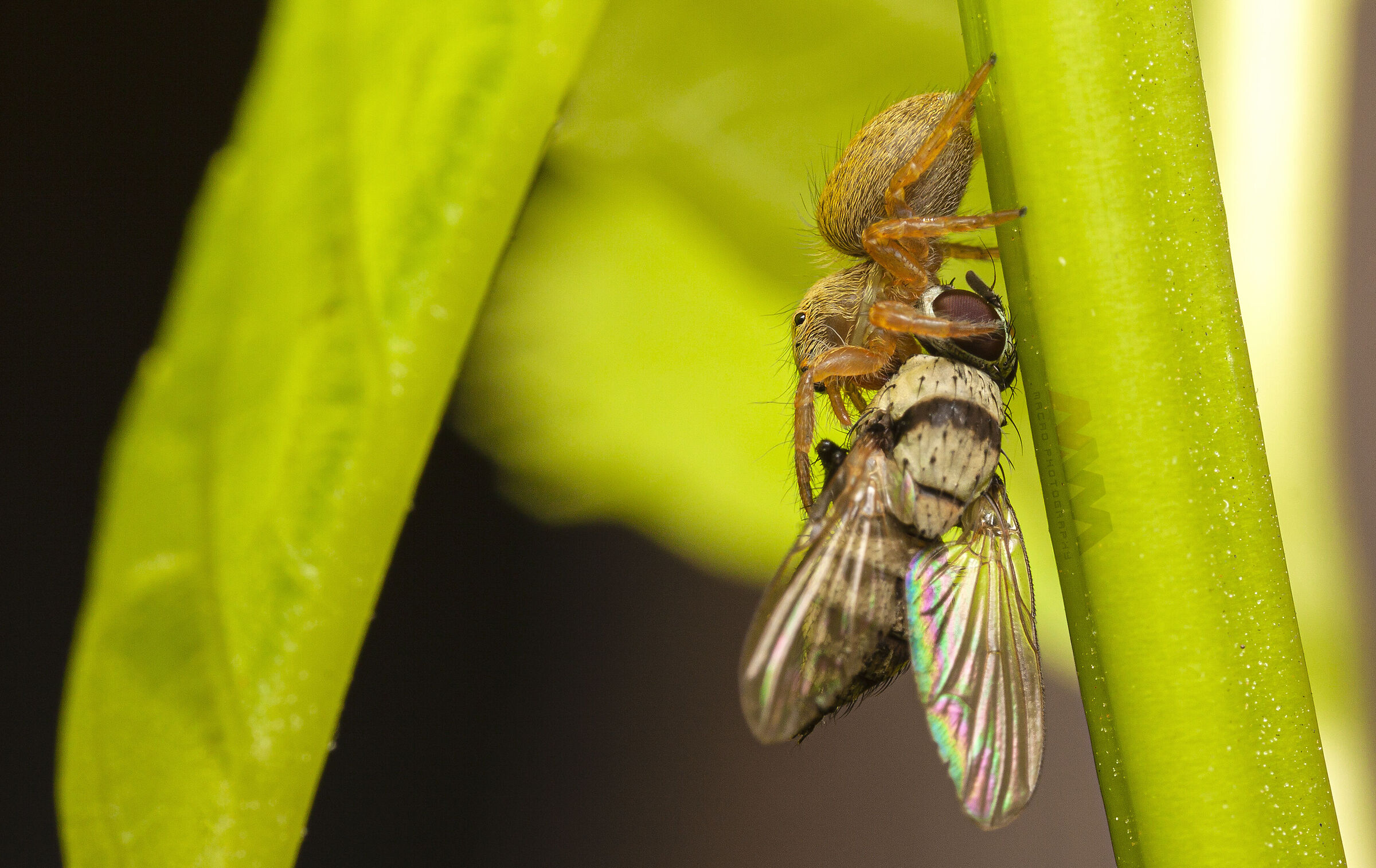 Canon 50D, obiettivo macro MPE-65, MT-24EX lite e palmare