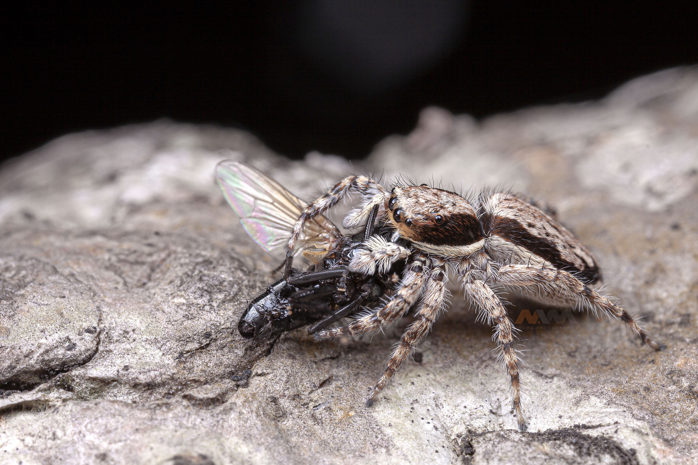 Canon 50D, obiettivo macro MPE-65, MT-24EX lite e palmare