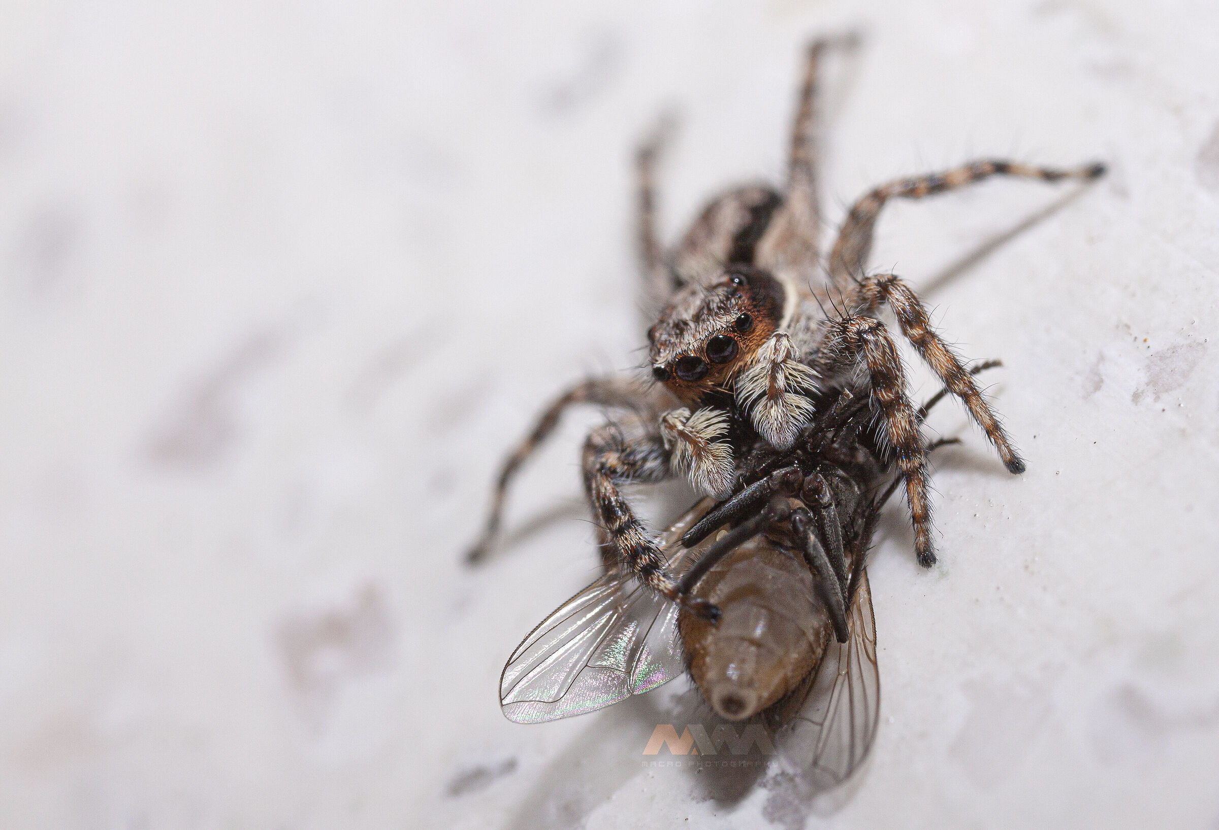 Canon 50D, obiettivo macro MPE-65, MT-24EX lite e palmare