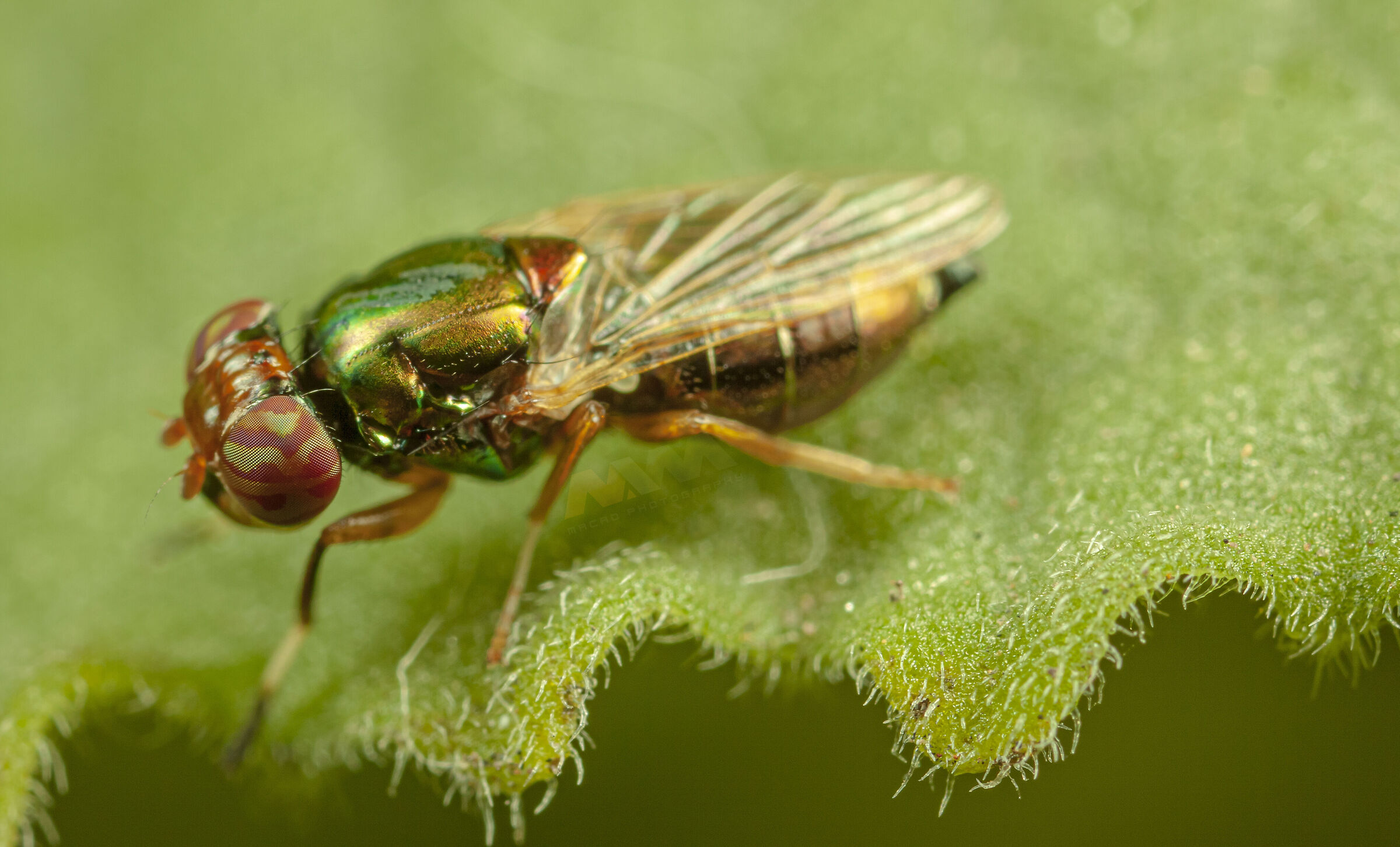 Canon 50D, obiettivo macro MPE-65, MT-24EX lite e palmare