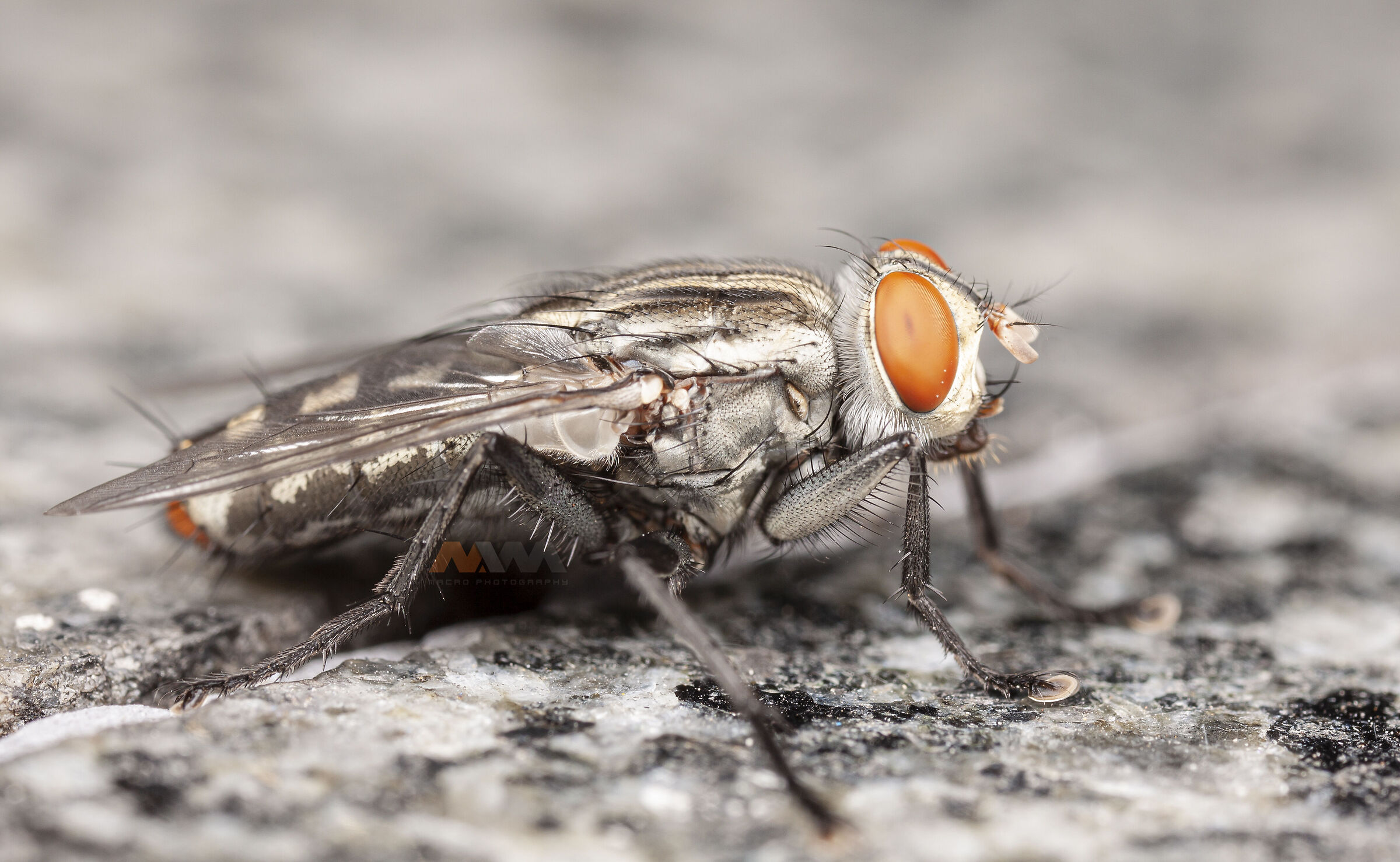 Canon 50D, obiettivo macro MPE-65, MT-24EX lite e palmare