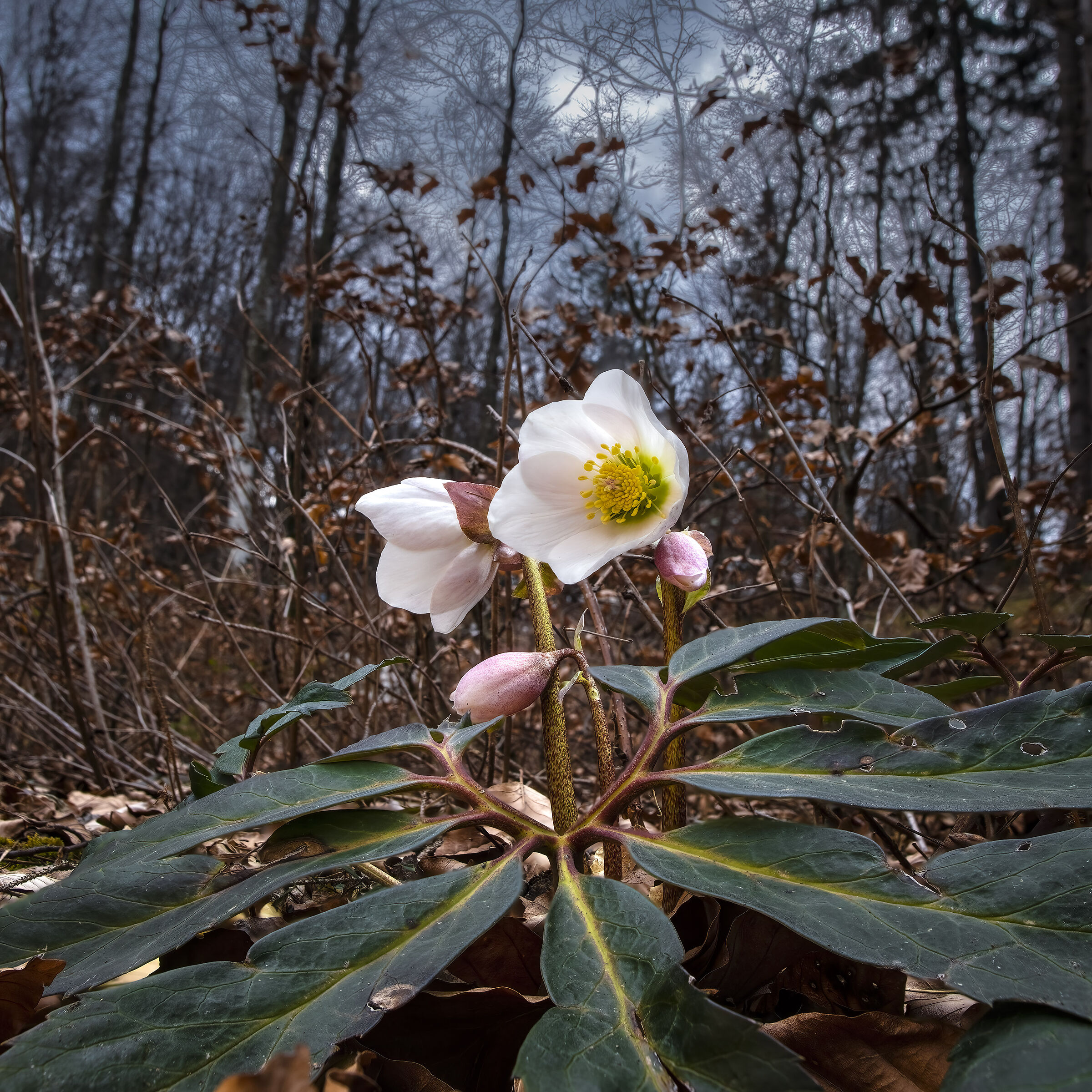 Hellebore