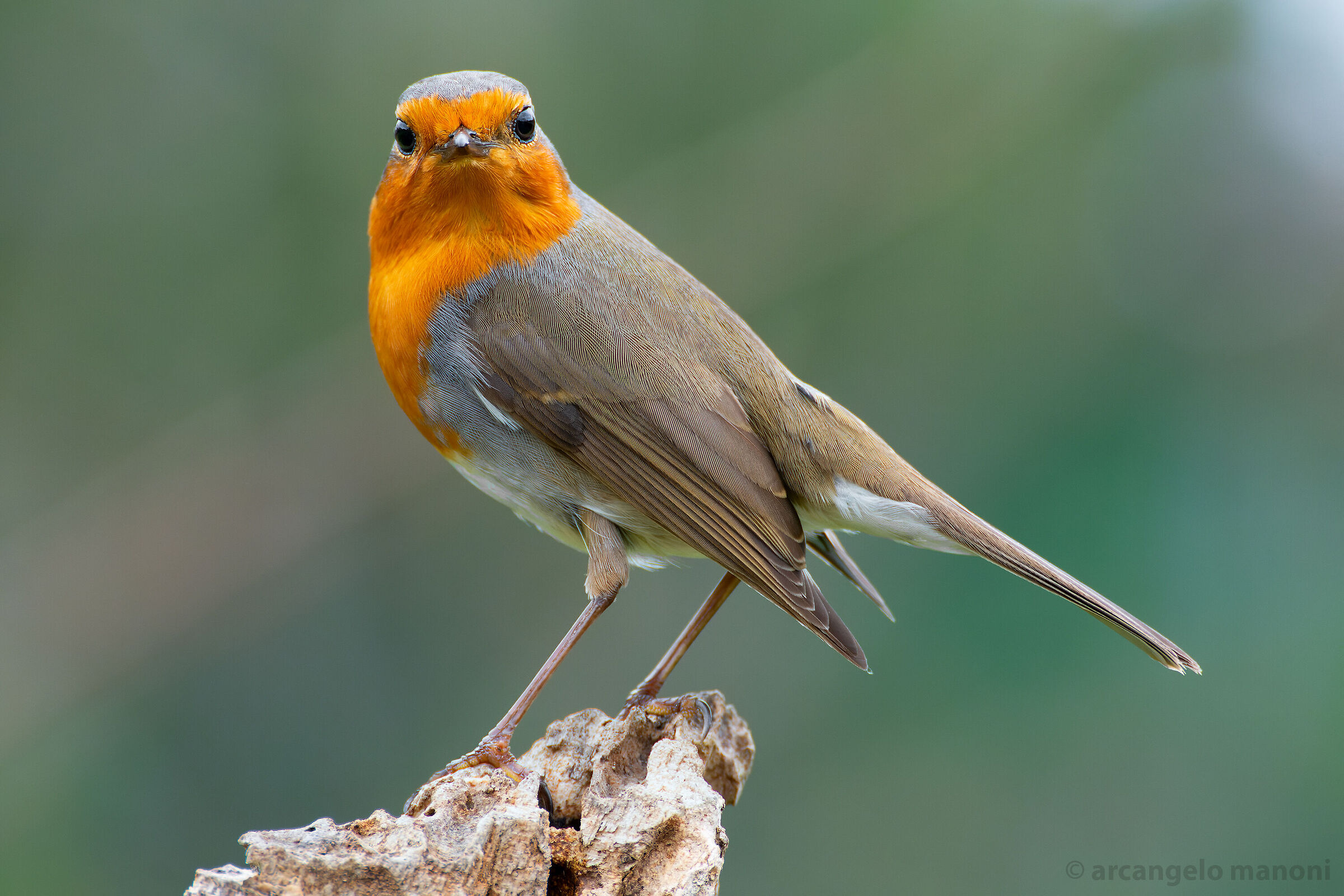 Il guardiano del giardino