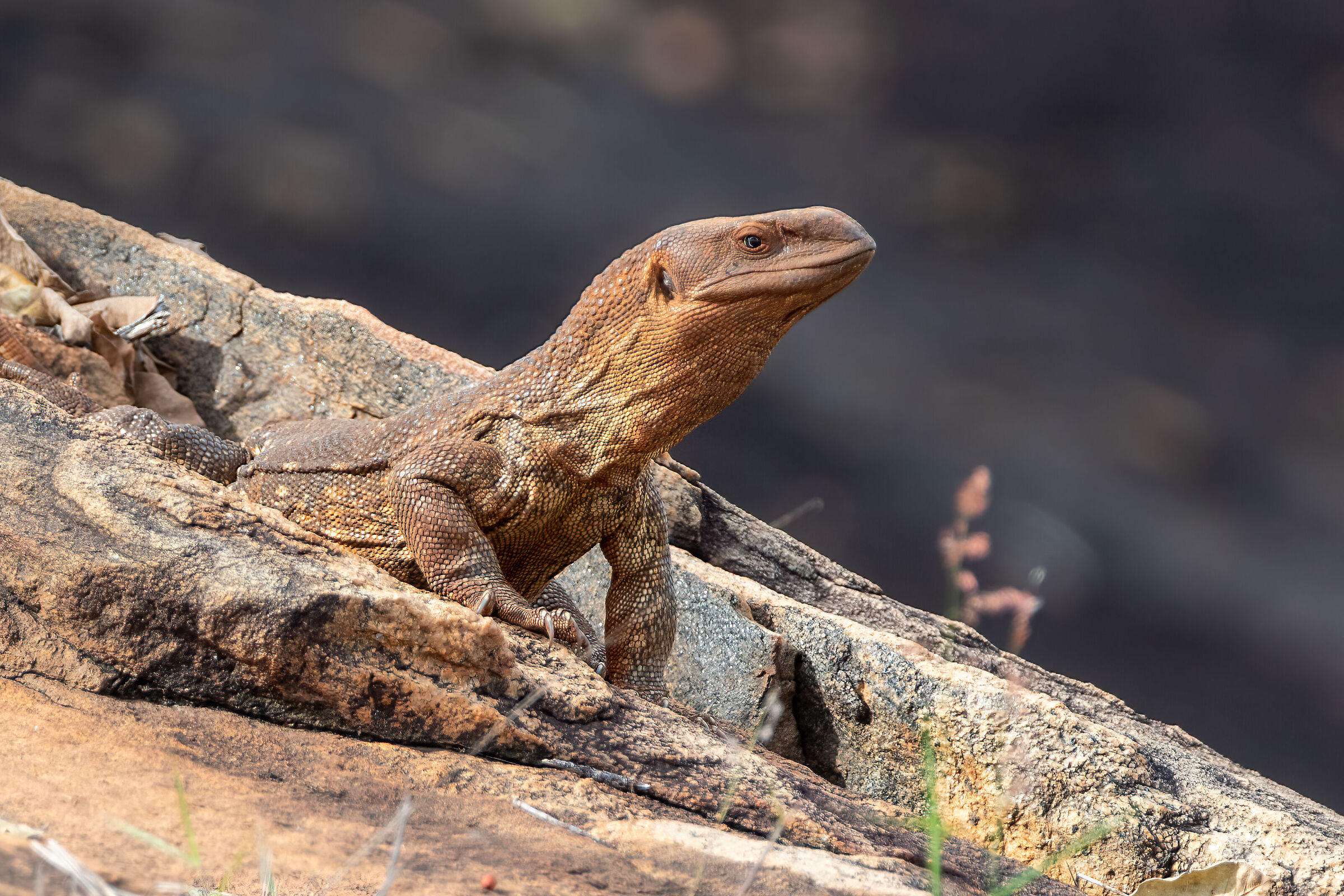 CAMOUFLAGE The art of camouflage
