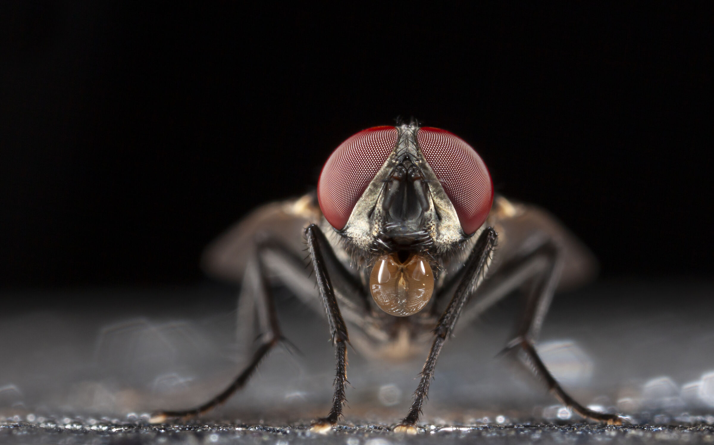 Canon 50D, obiettivo macro MPE-65, MT-24EX lite e palmare