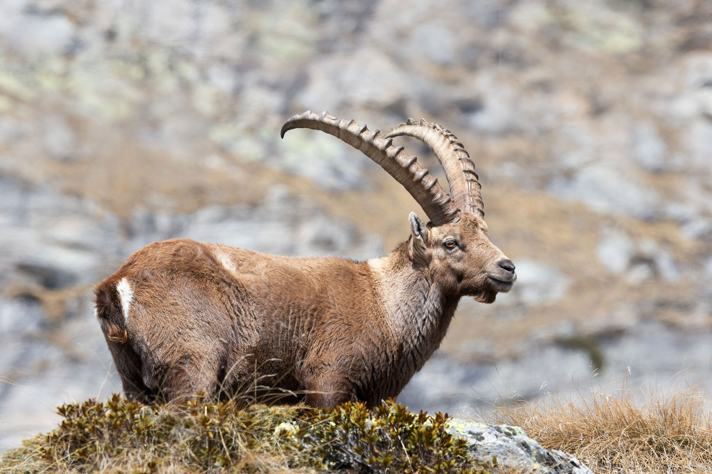 Ibex