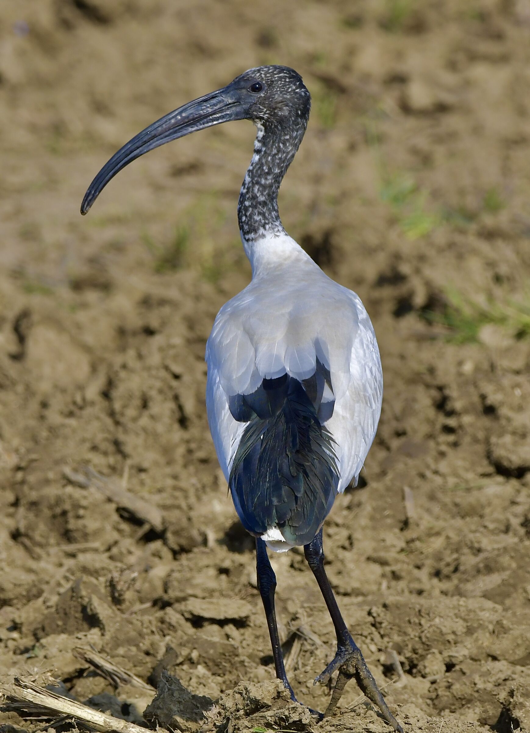 Un becco importante!!!