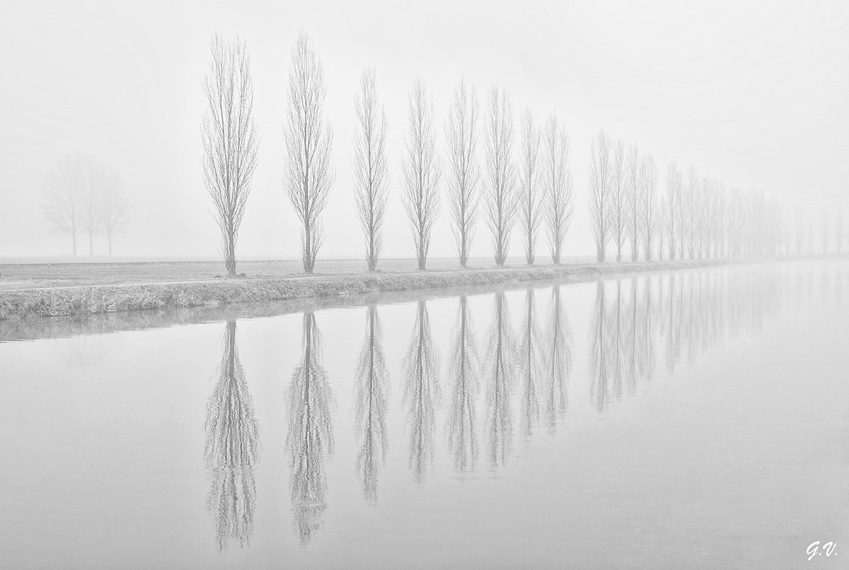 Alberi e nebbia