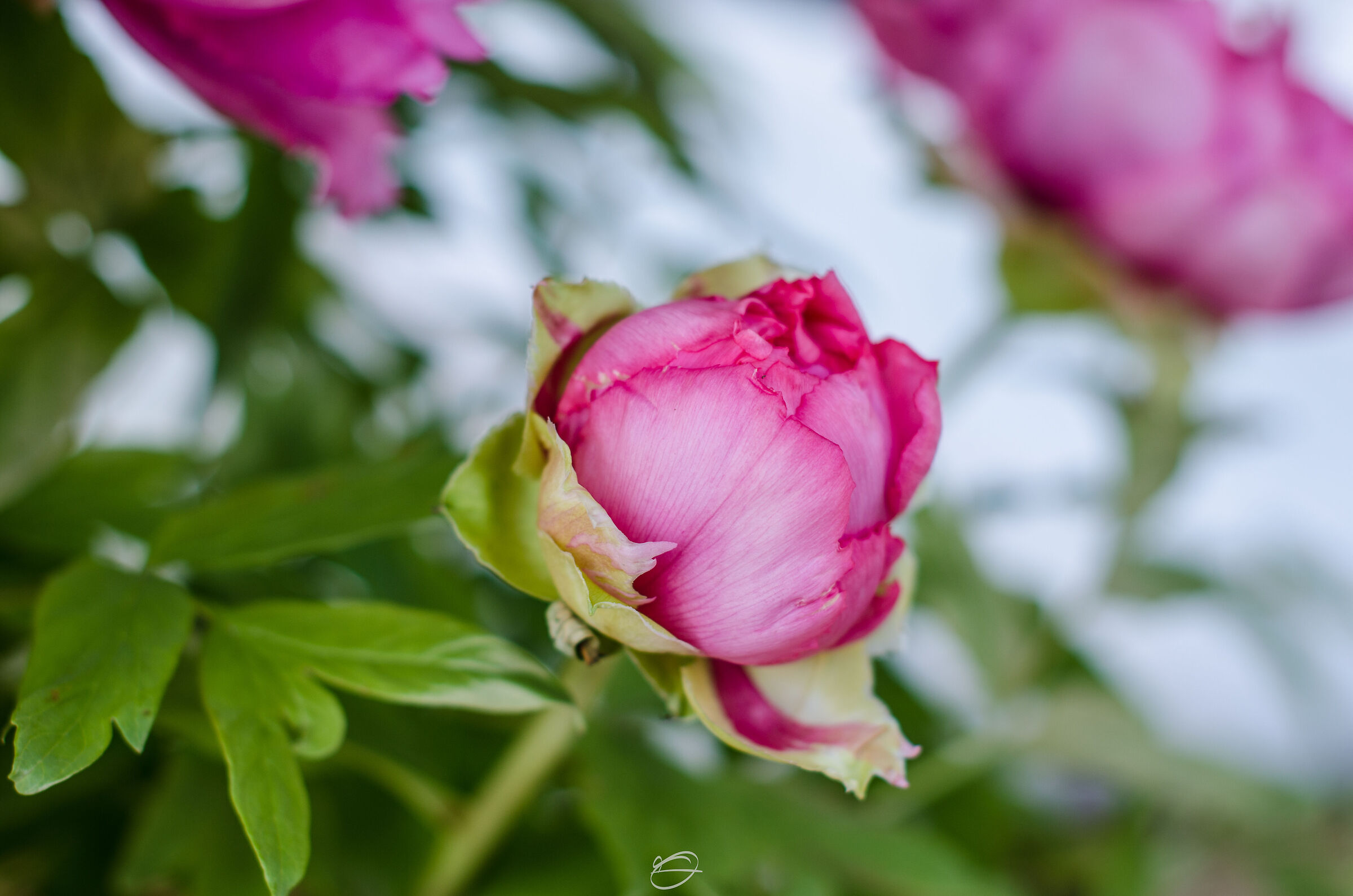 Japanese Peony