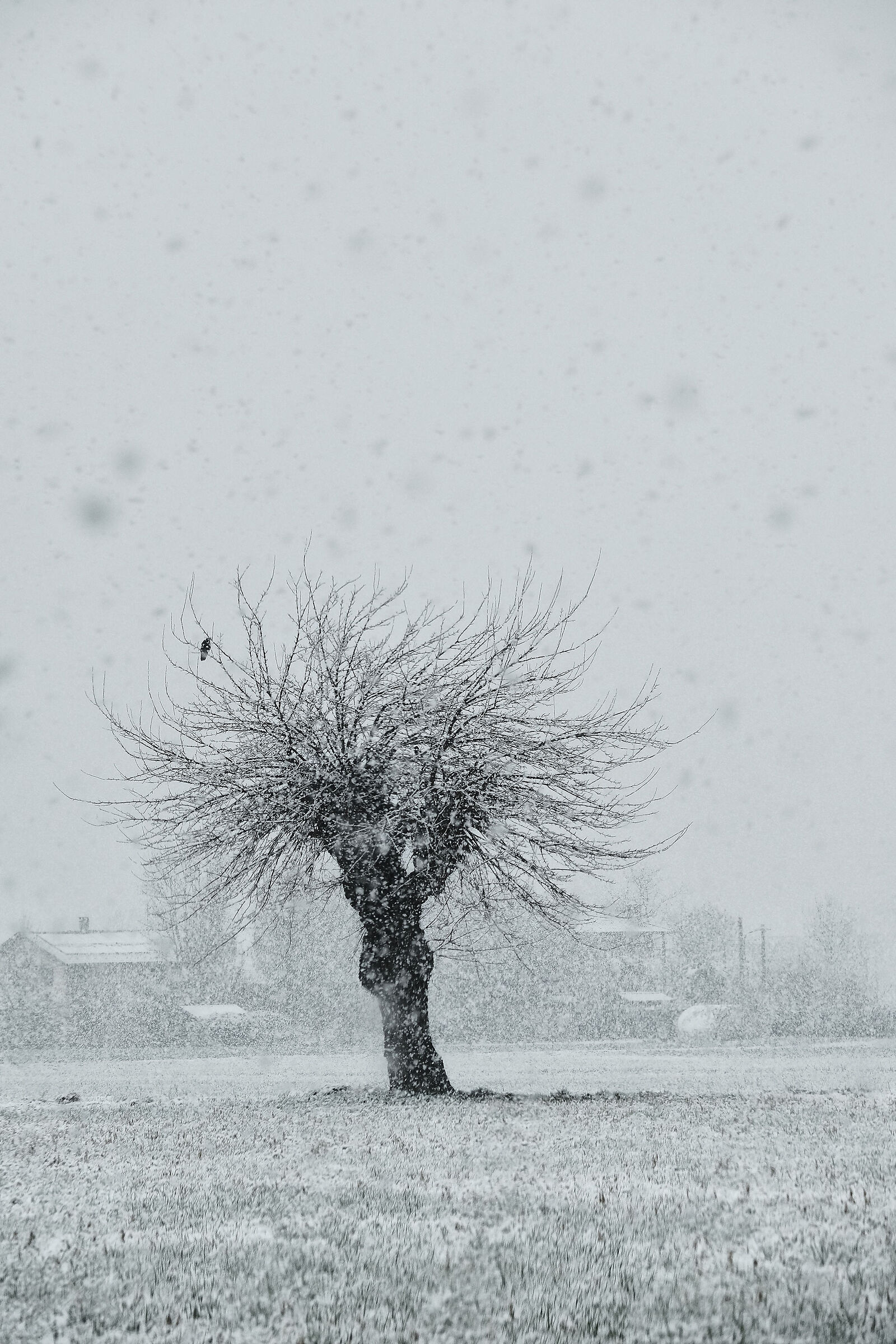Snow in Catinelle