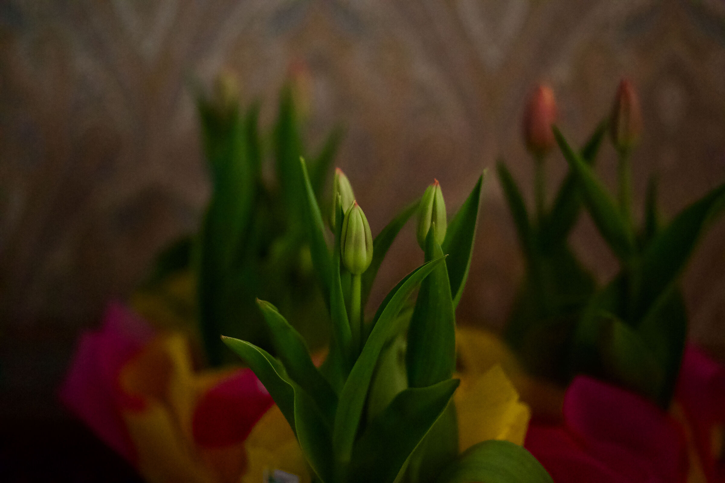 Tulips