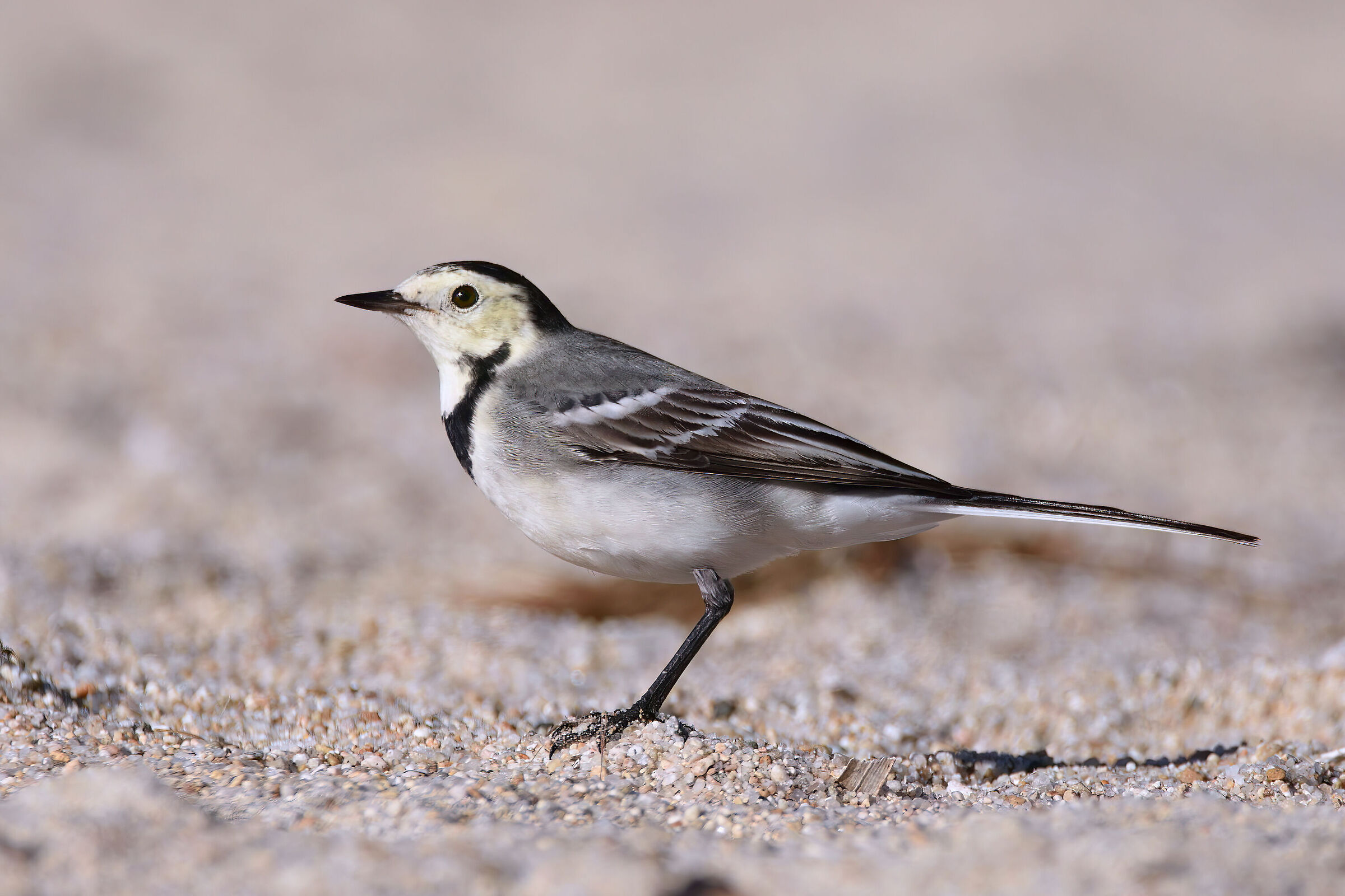 Ballerina sulla spiaggia