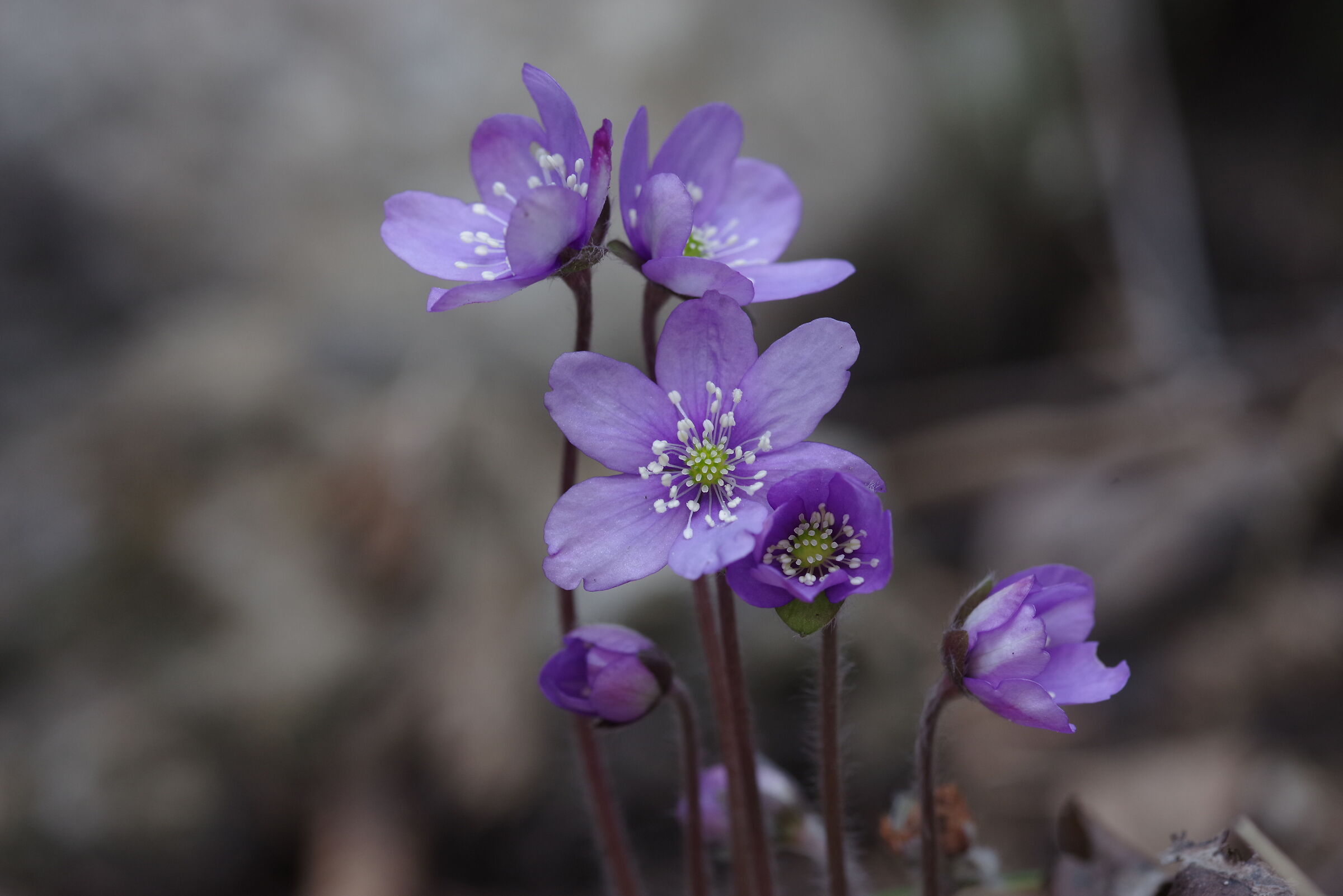 Anemone fegatella