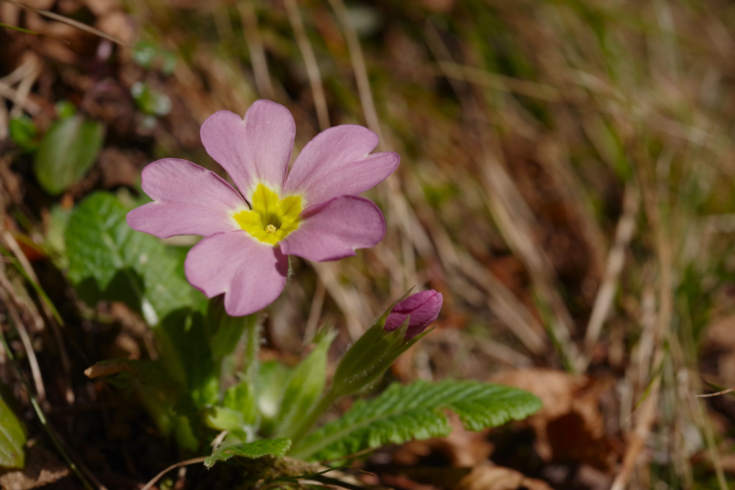 Primula rubra