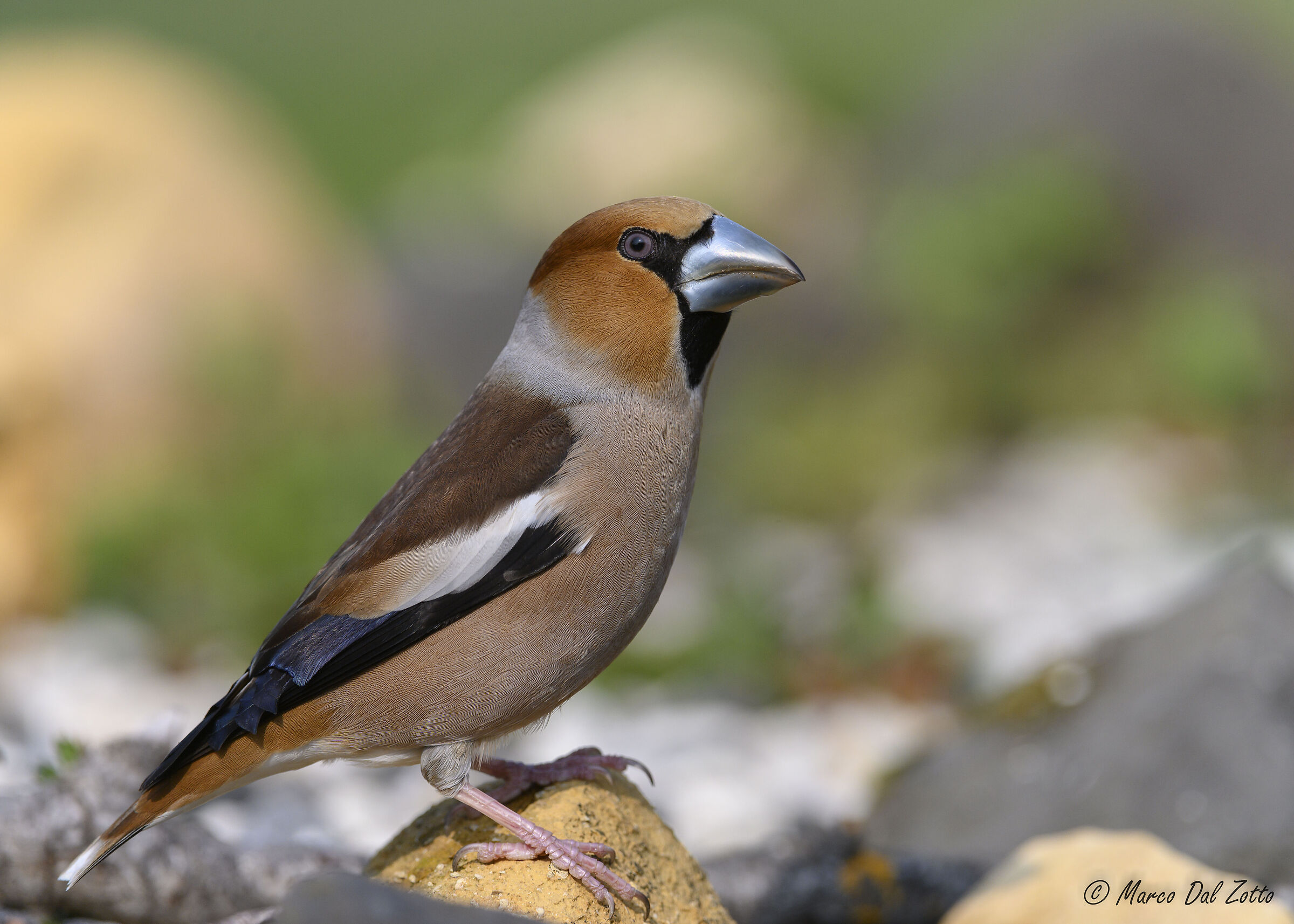 The Hawfinch in love
