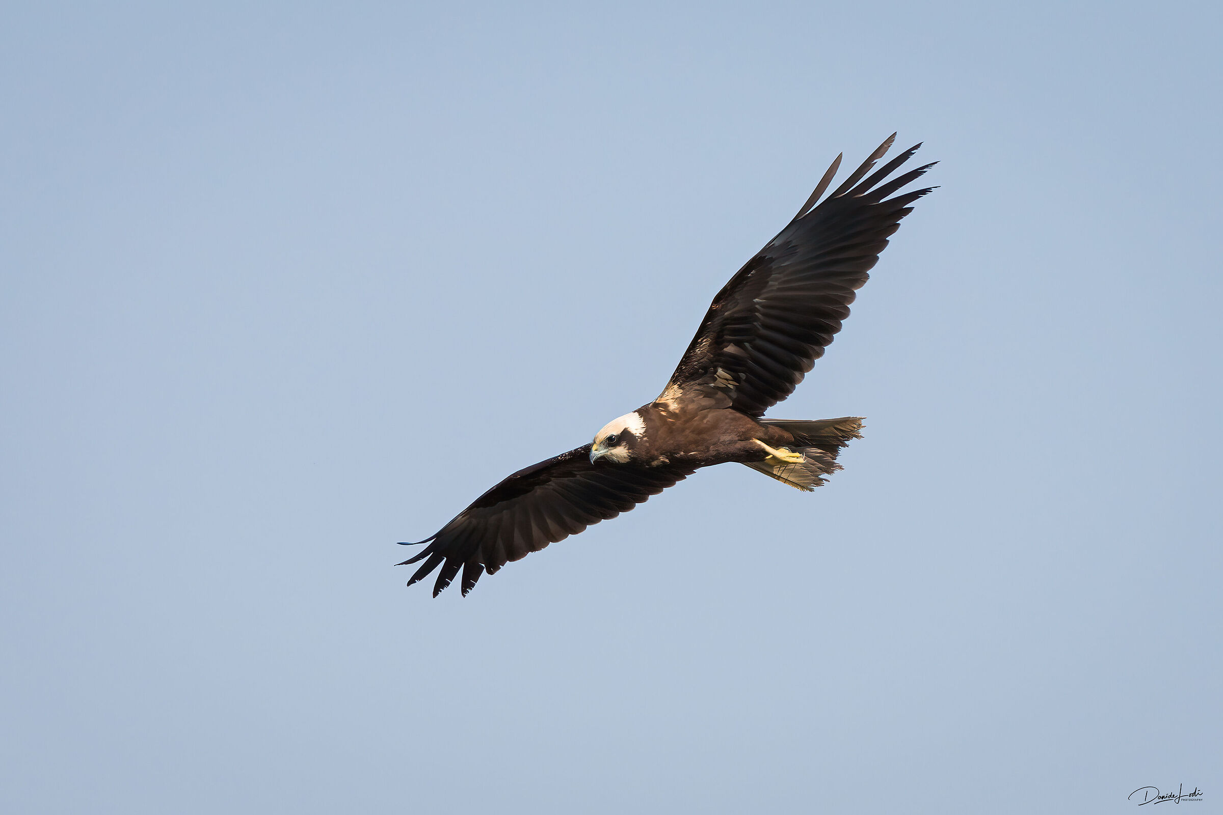 Marsh harrier