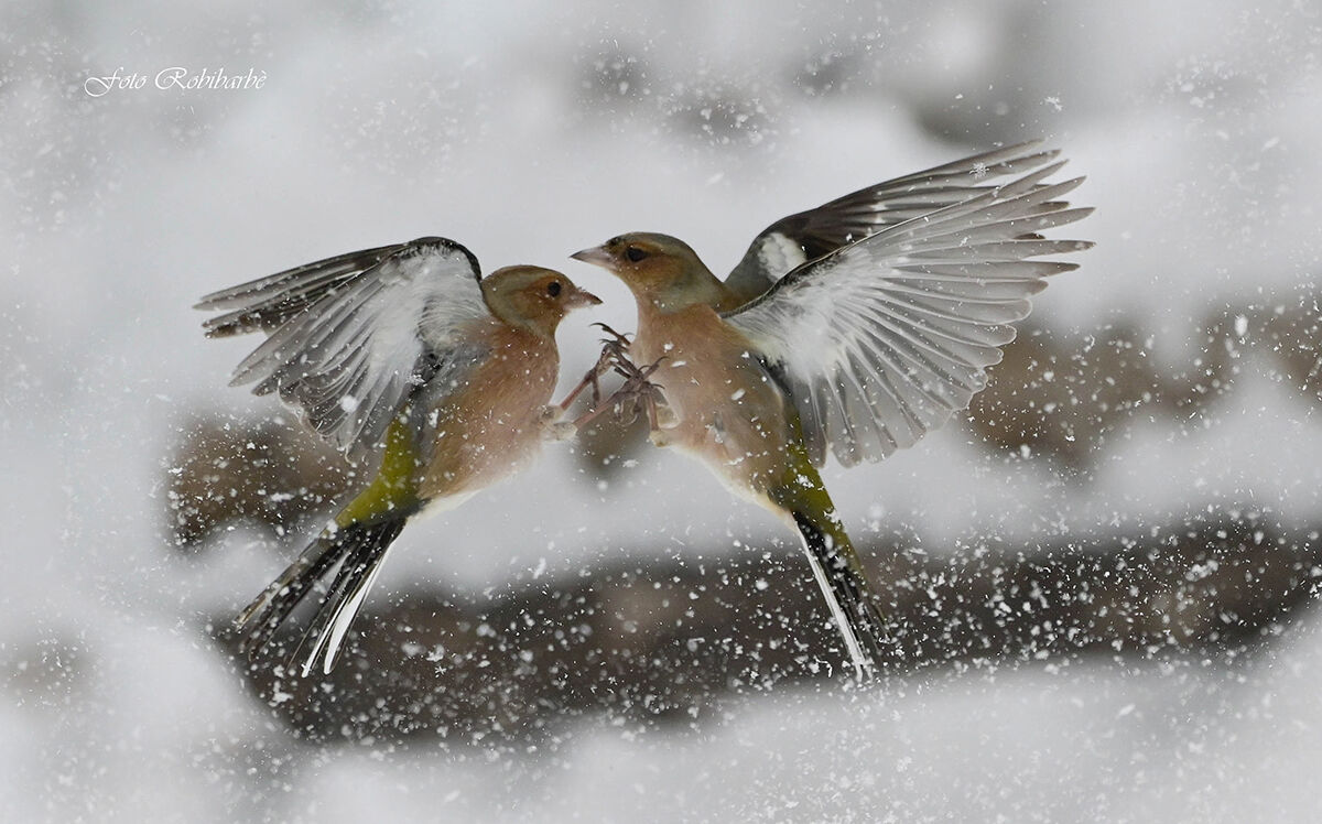 Fringuelli in lotta...