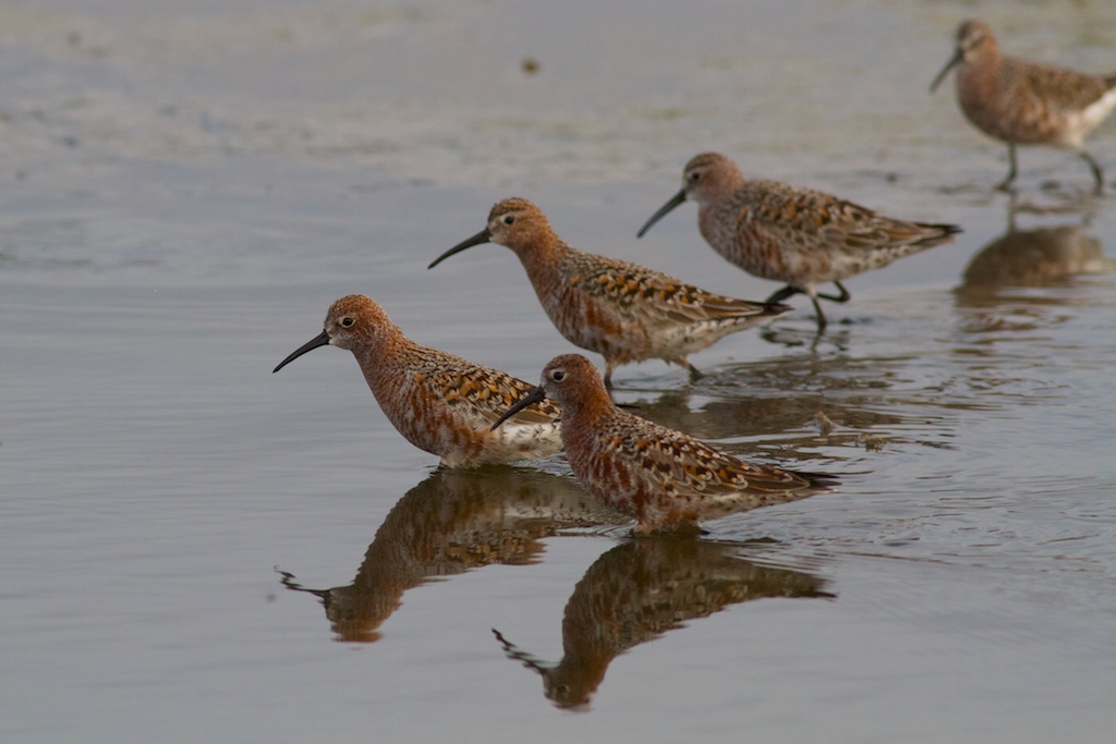 Sandpipers, photo finish