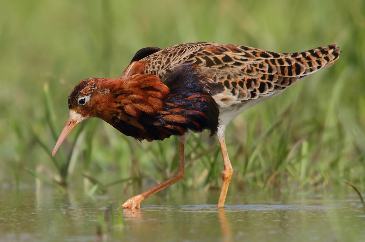 fighter in dress reproductive