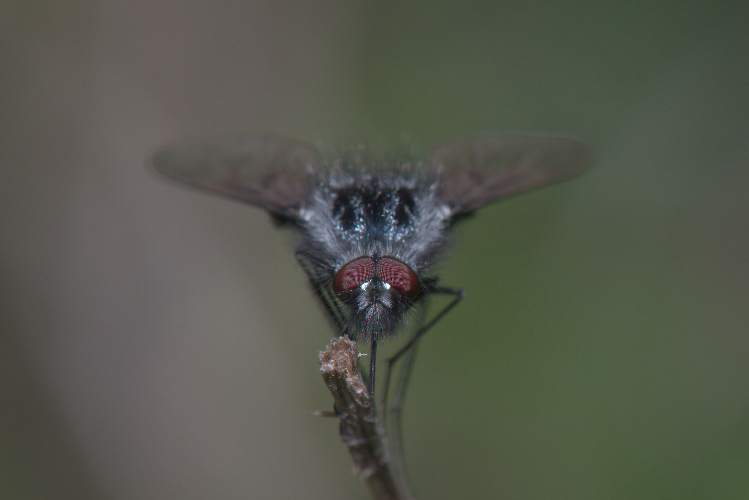 Bombylella atra