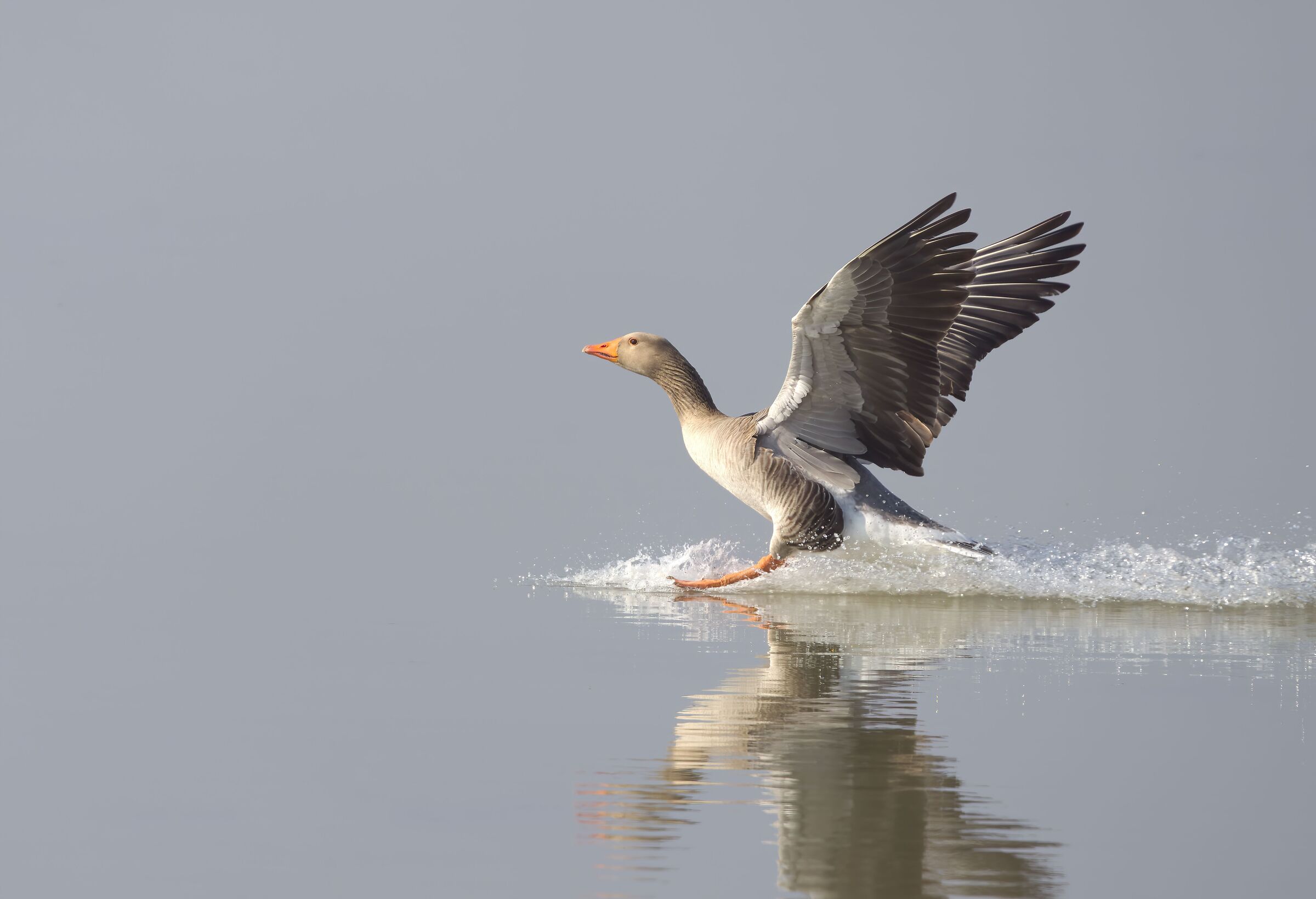 Wild goose in landing