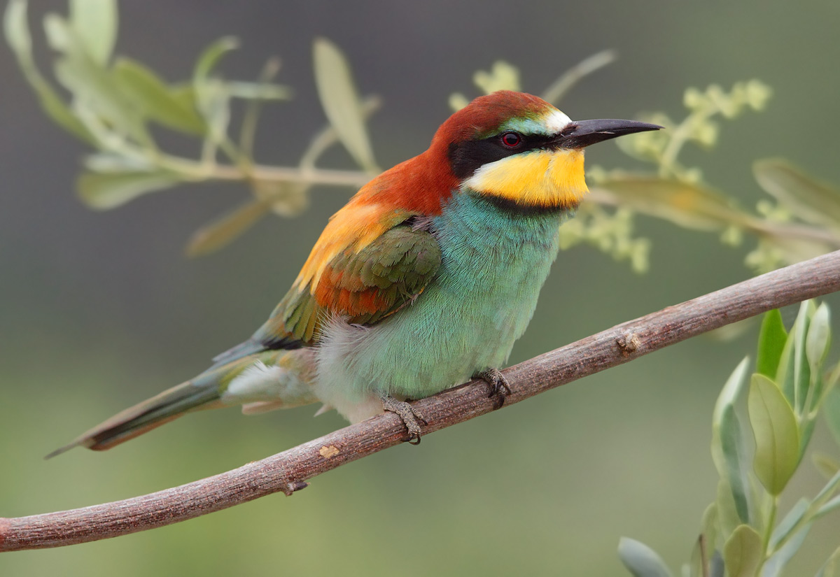 bee-eater