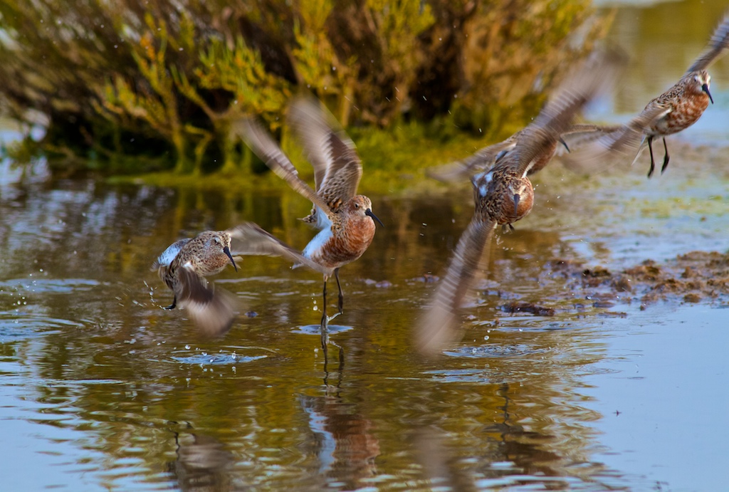 Sandpipers departing