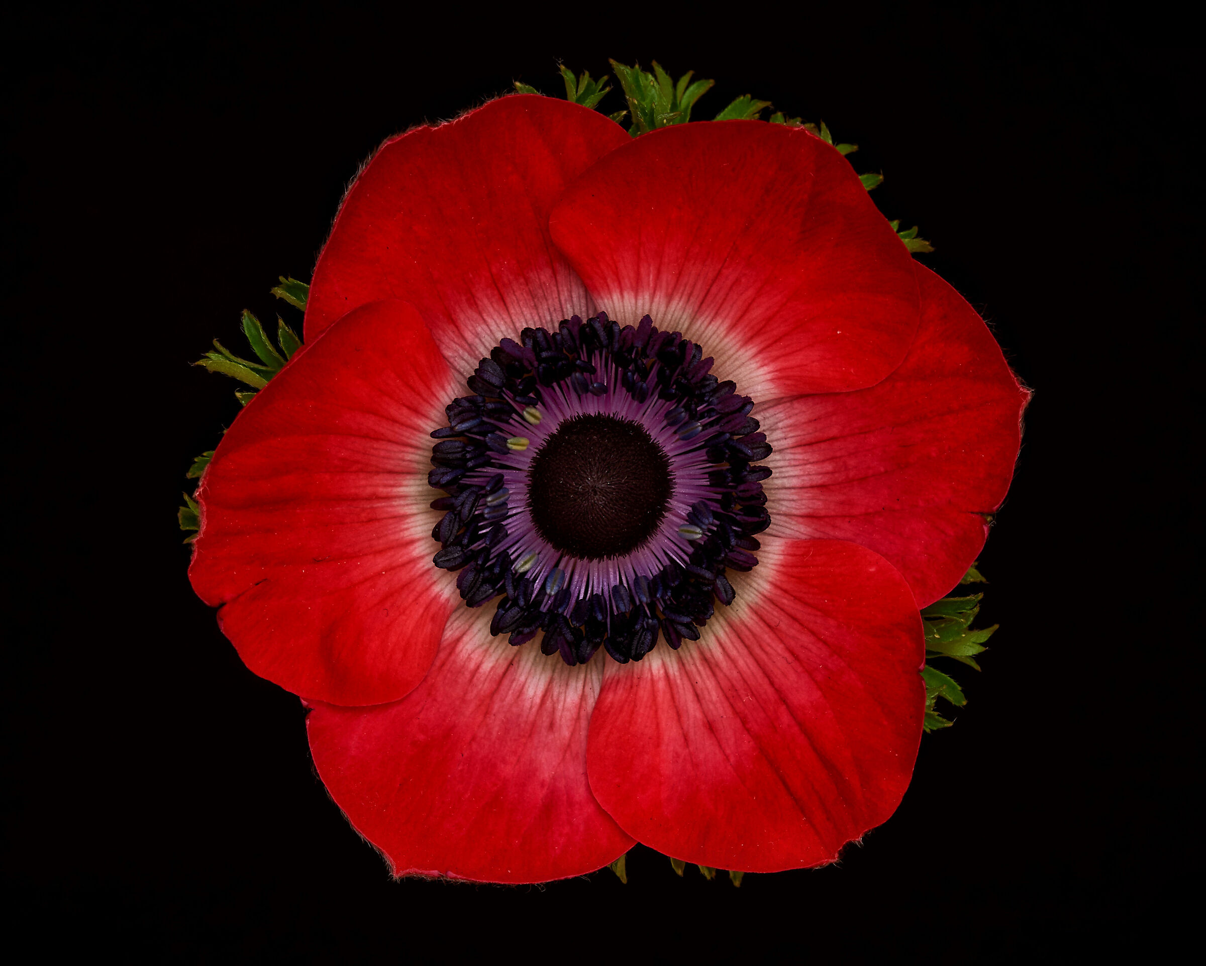 Anemone coronaria
