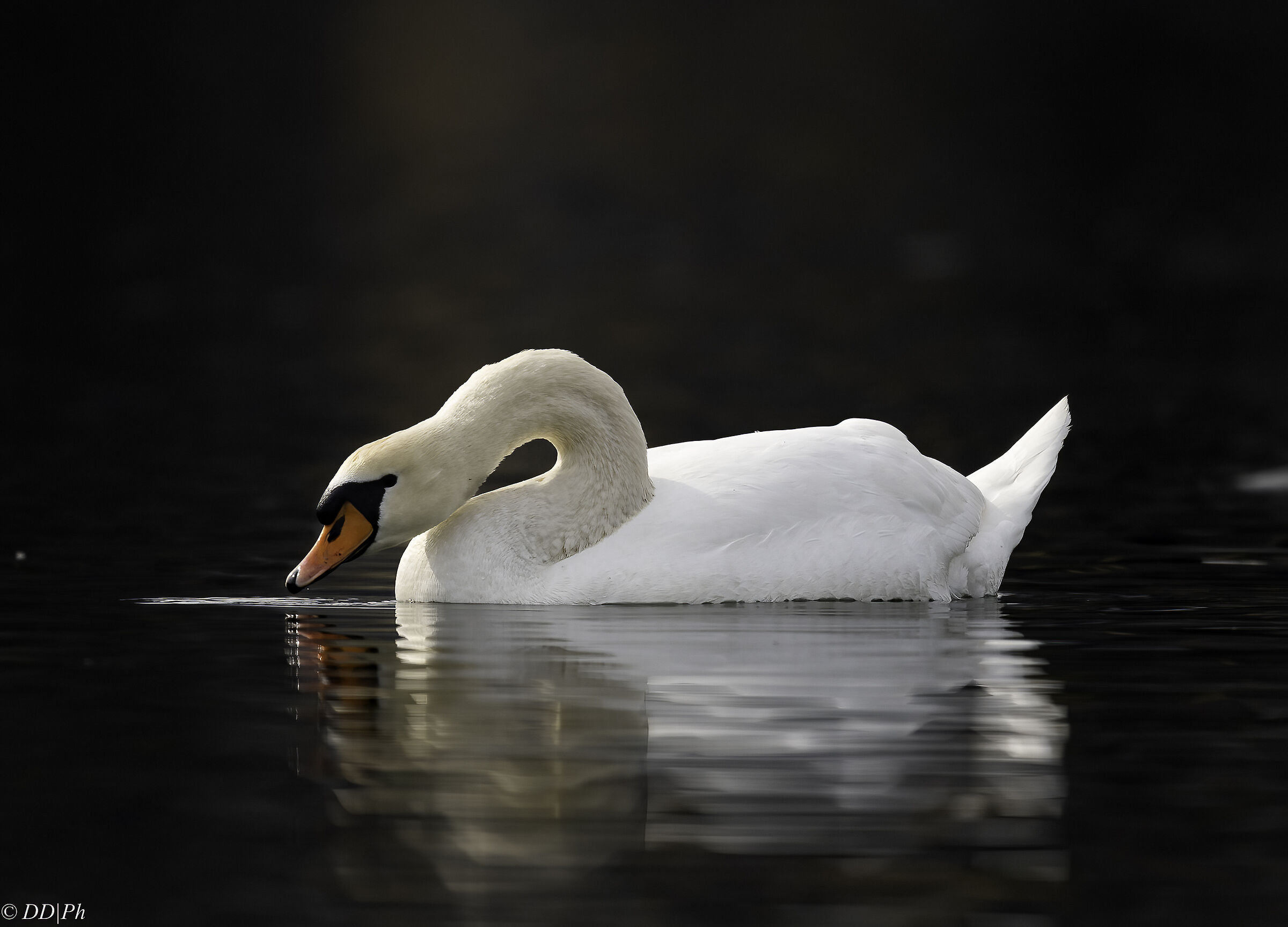 Mute swan