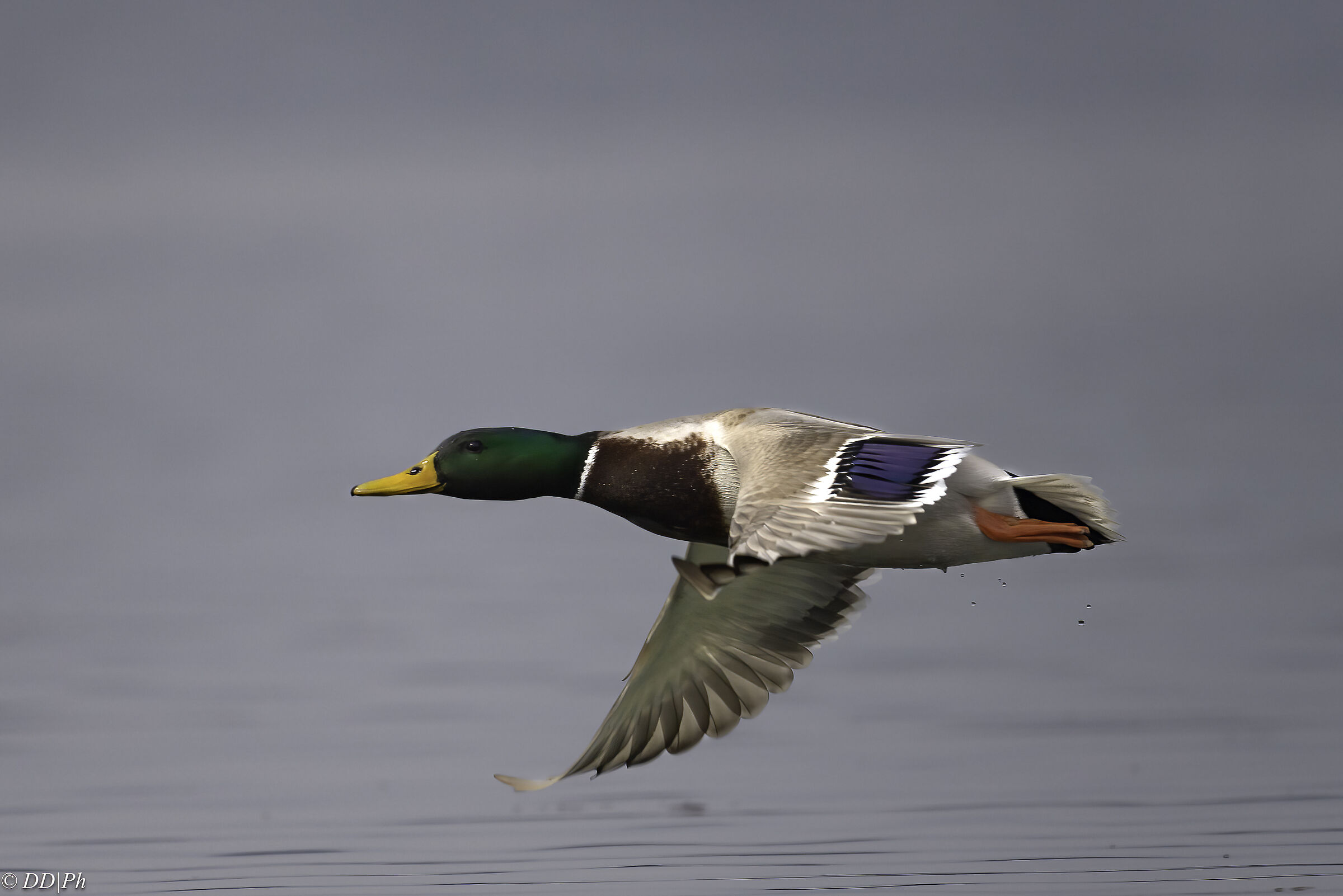Mallard