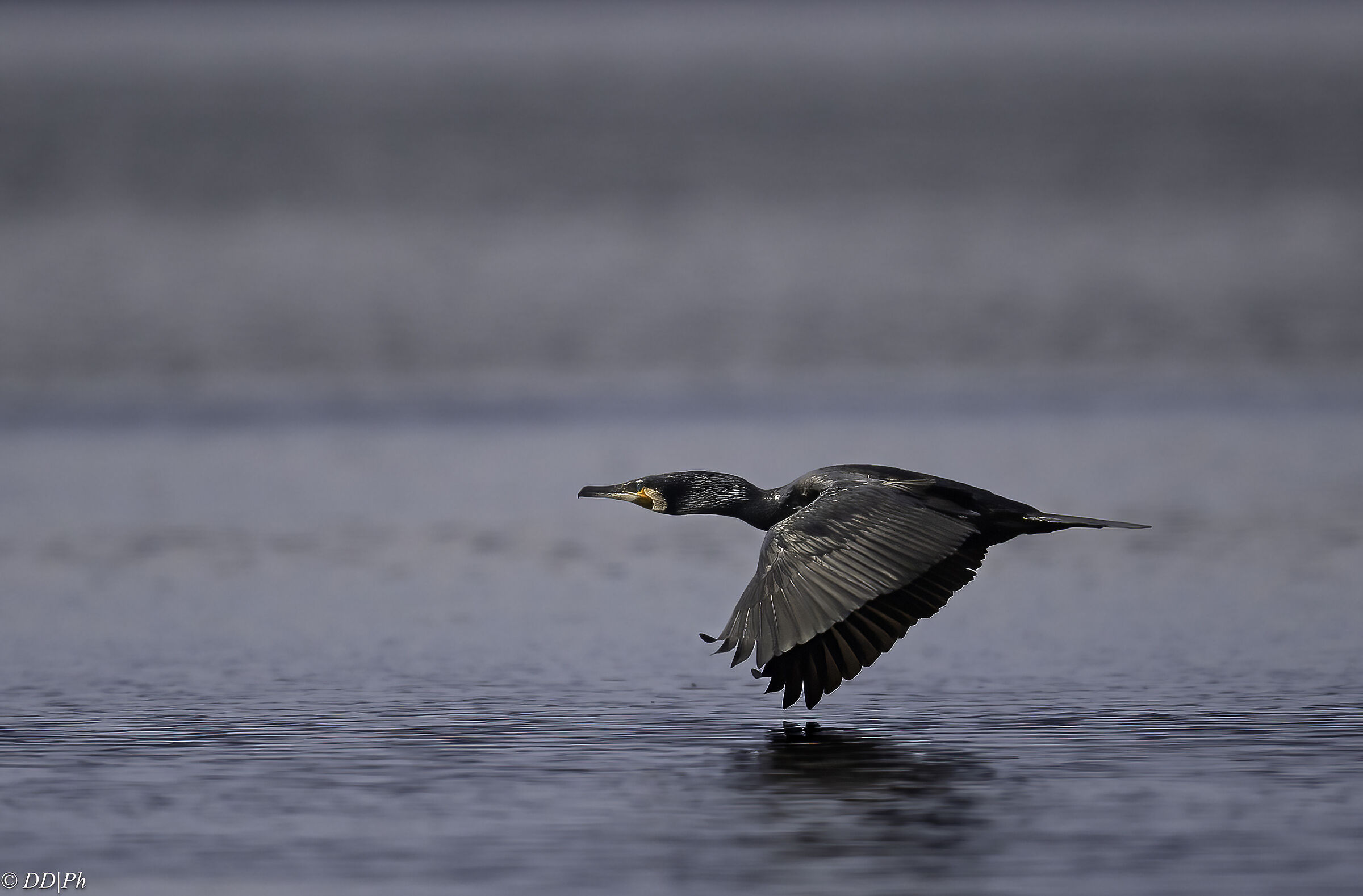Cormorant