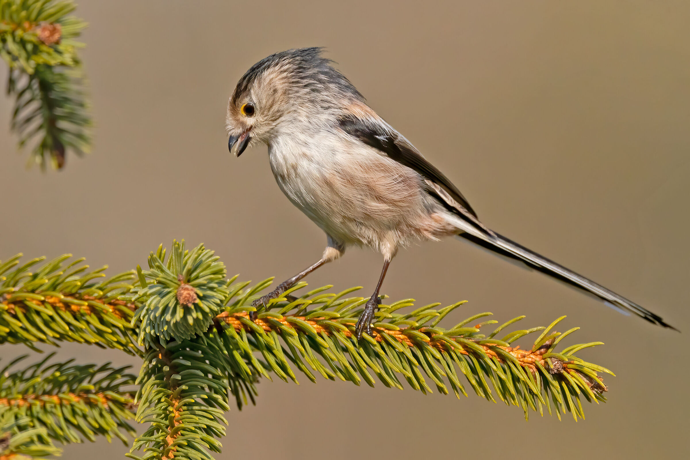Codibugnolo (Aegithalos caudatus)
